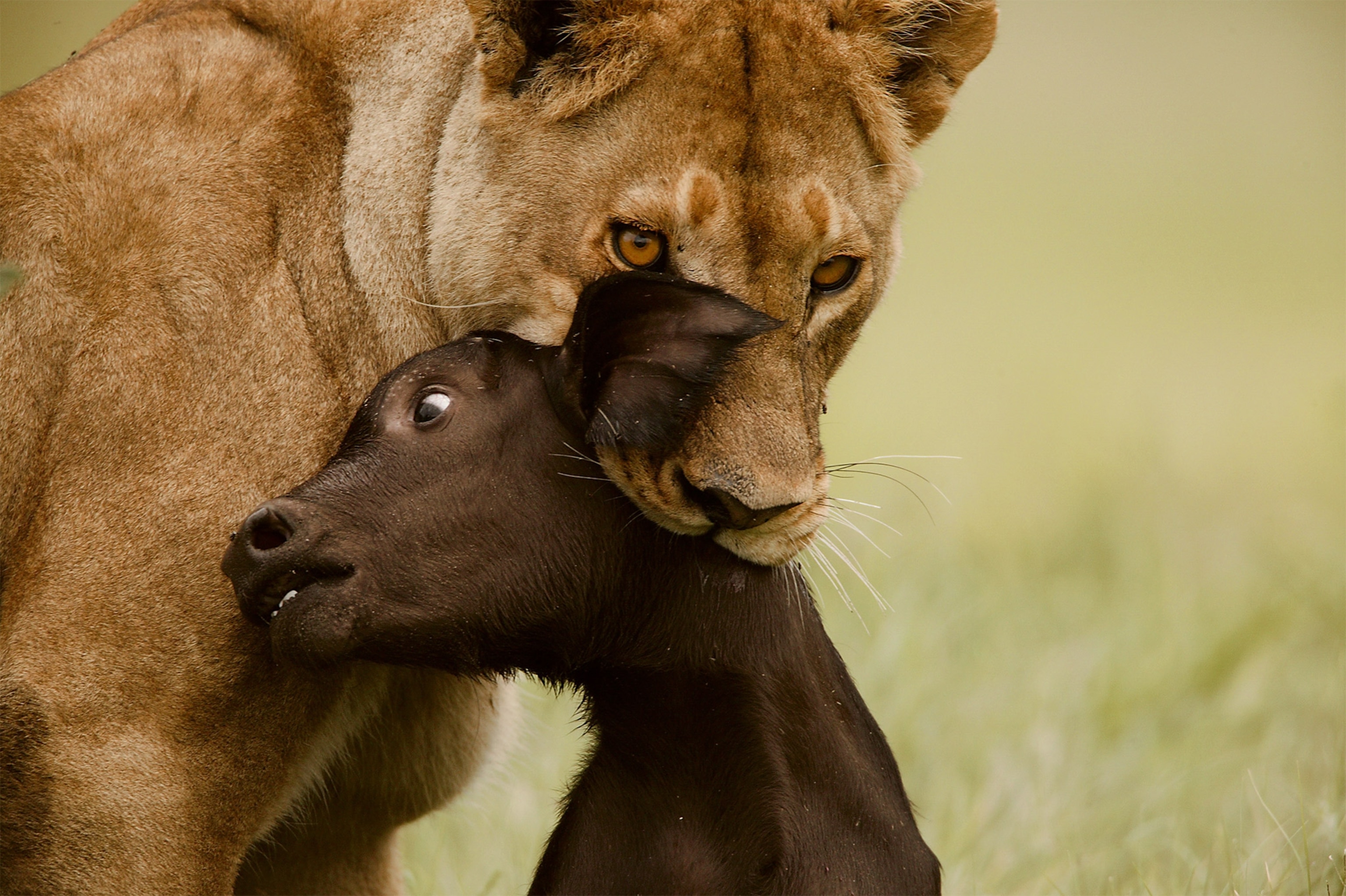a lion with a dead newborn buffalo in its mouth