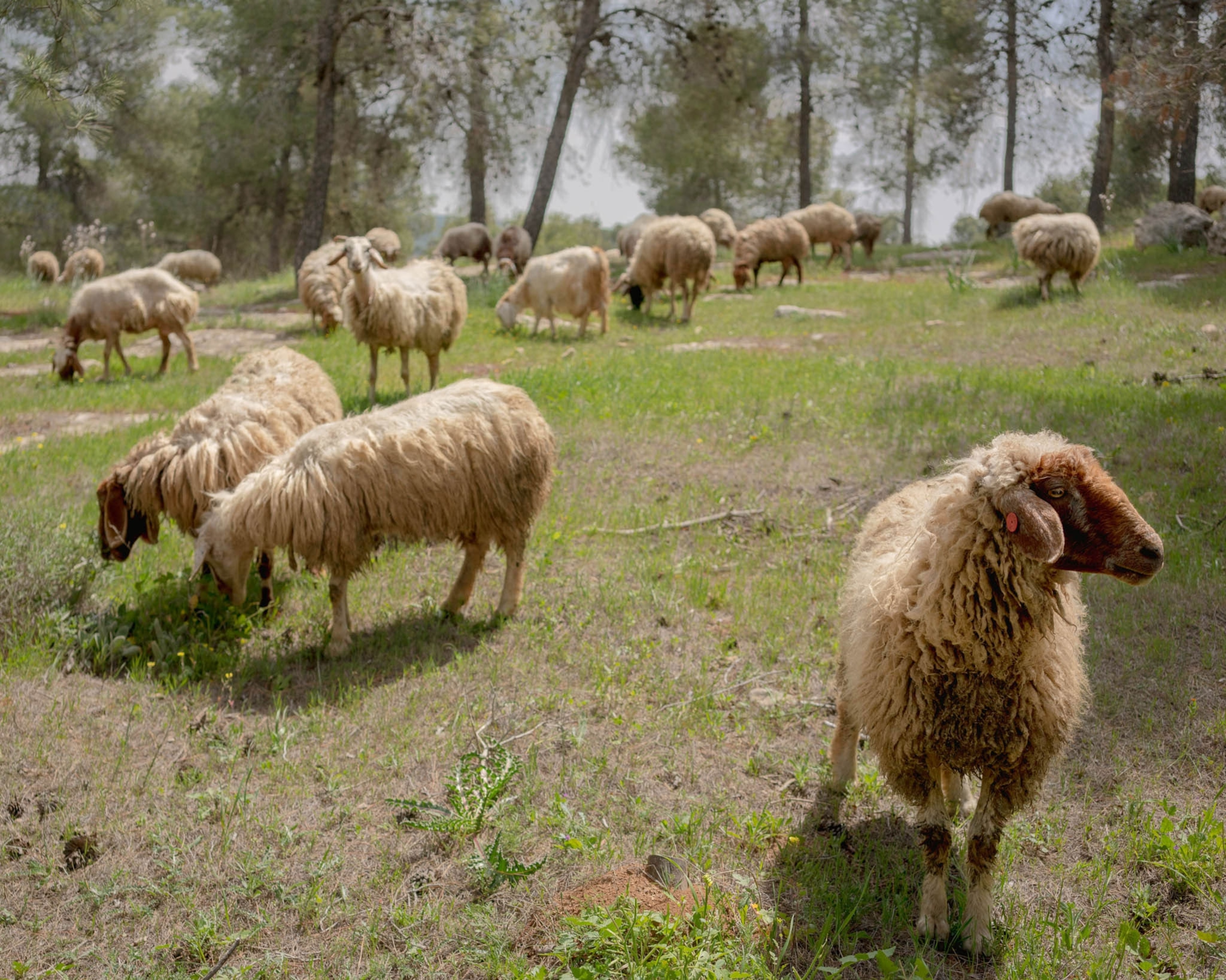 sheep grazing in the dappled sun of the forest
