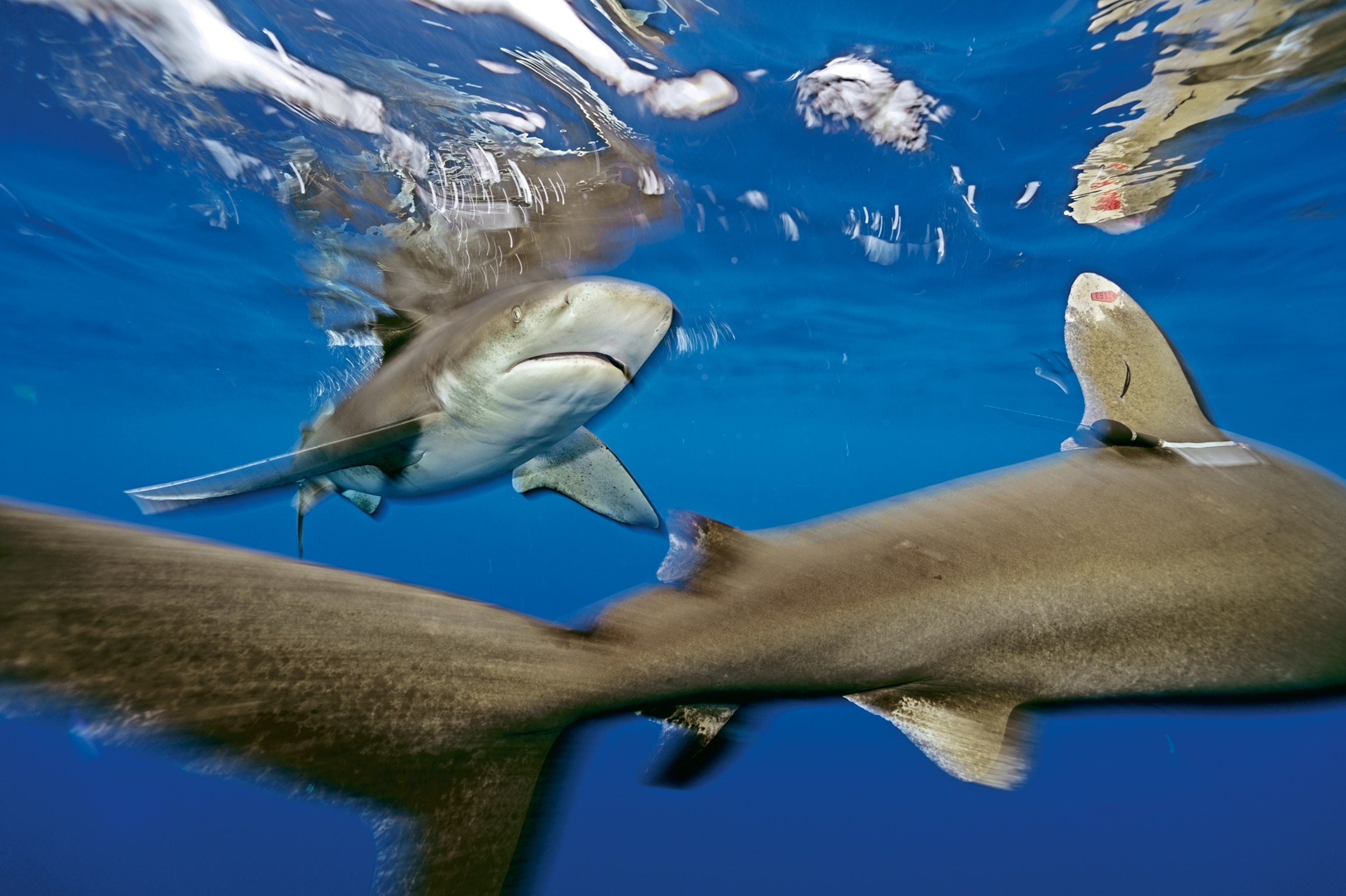 whitetip with satellite ID tags near Cat Island, Bahamas