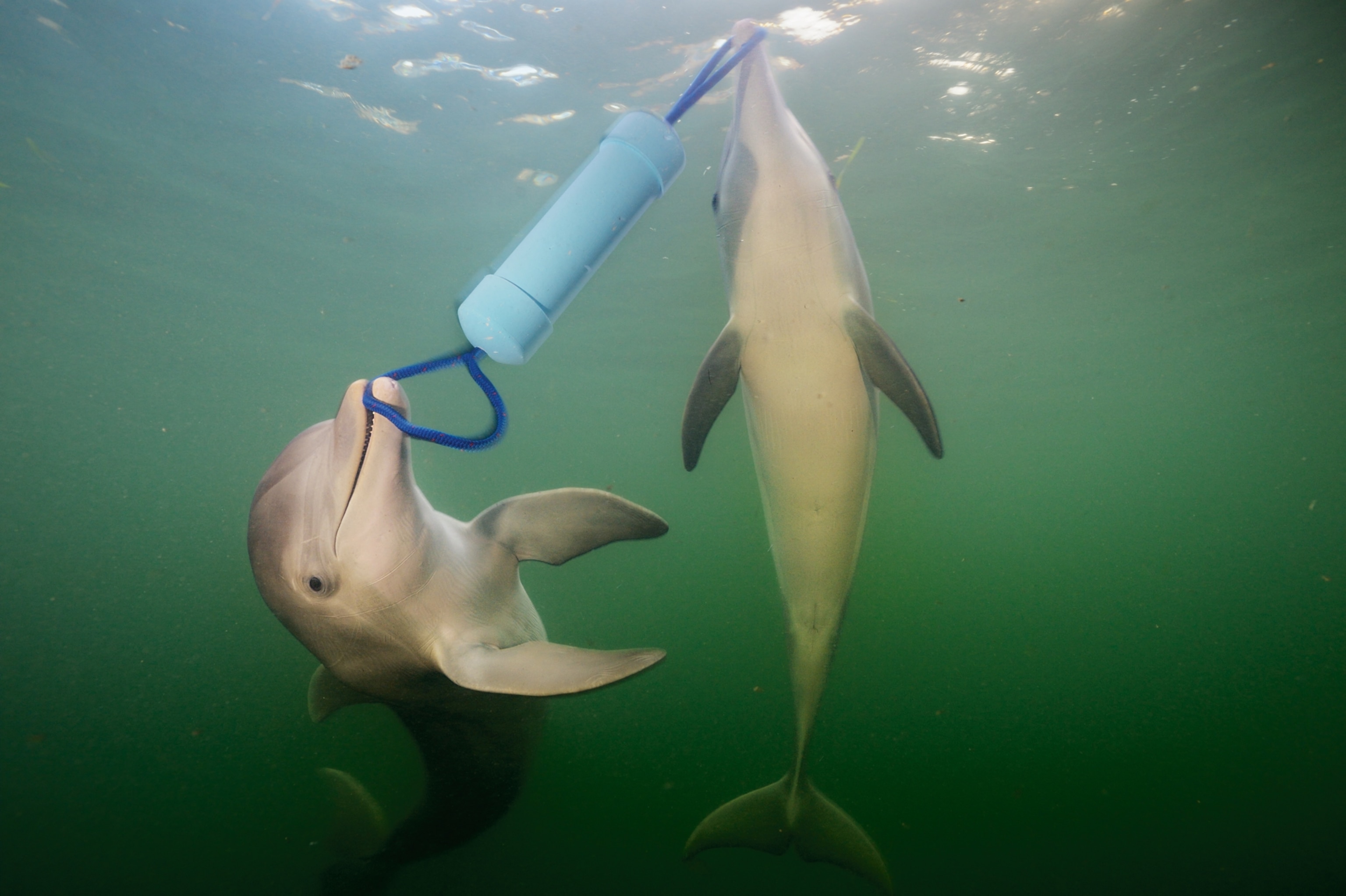 two bottlenose dolphins near the Florida Keys