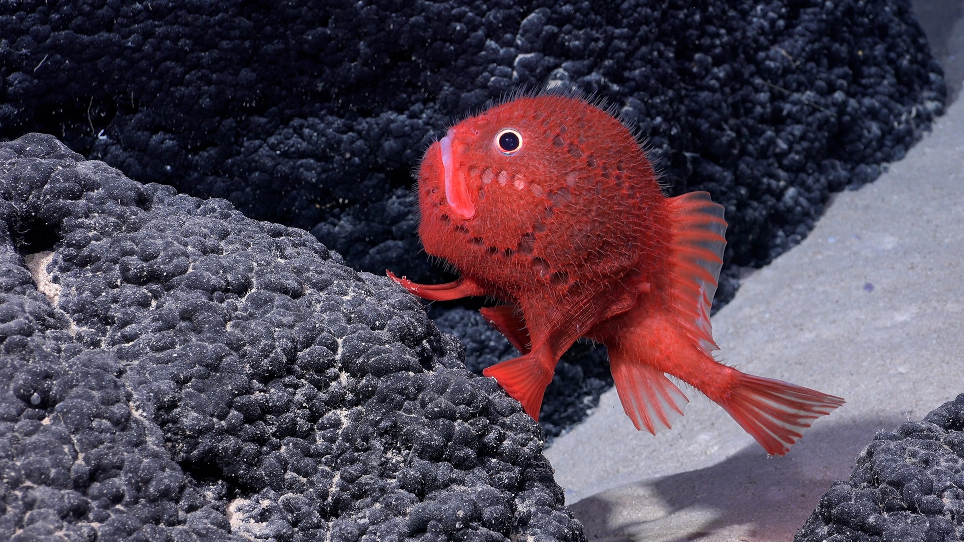 A round red fish with a small tail.