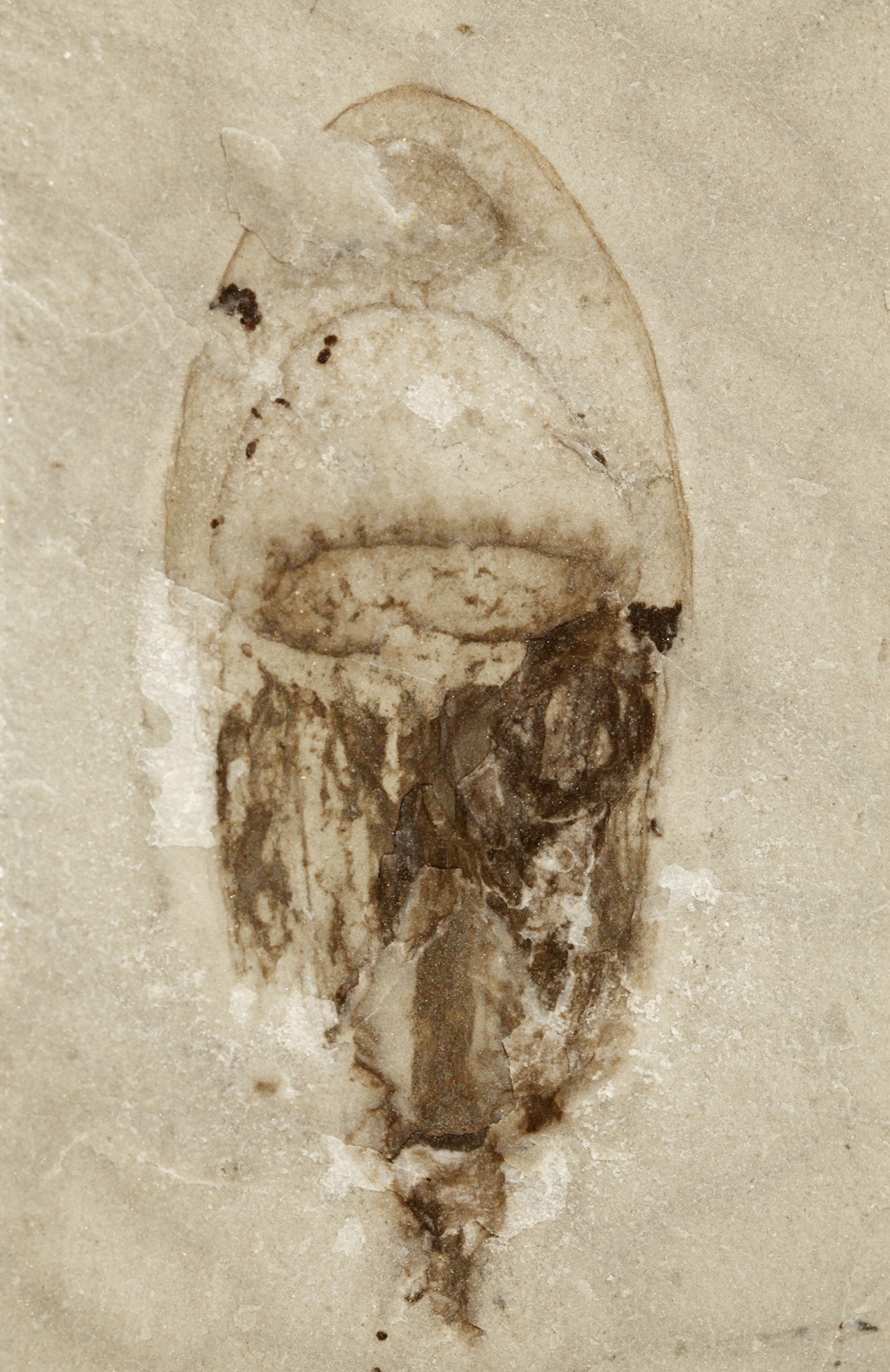 Medusoid cnidarian.