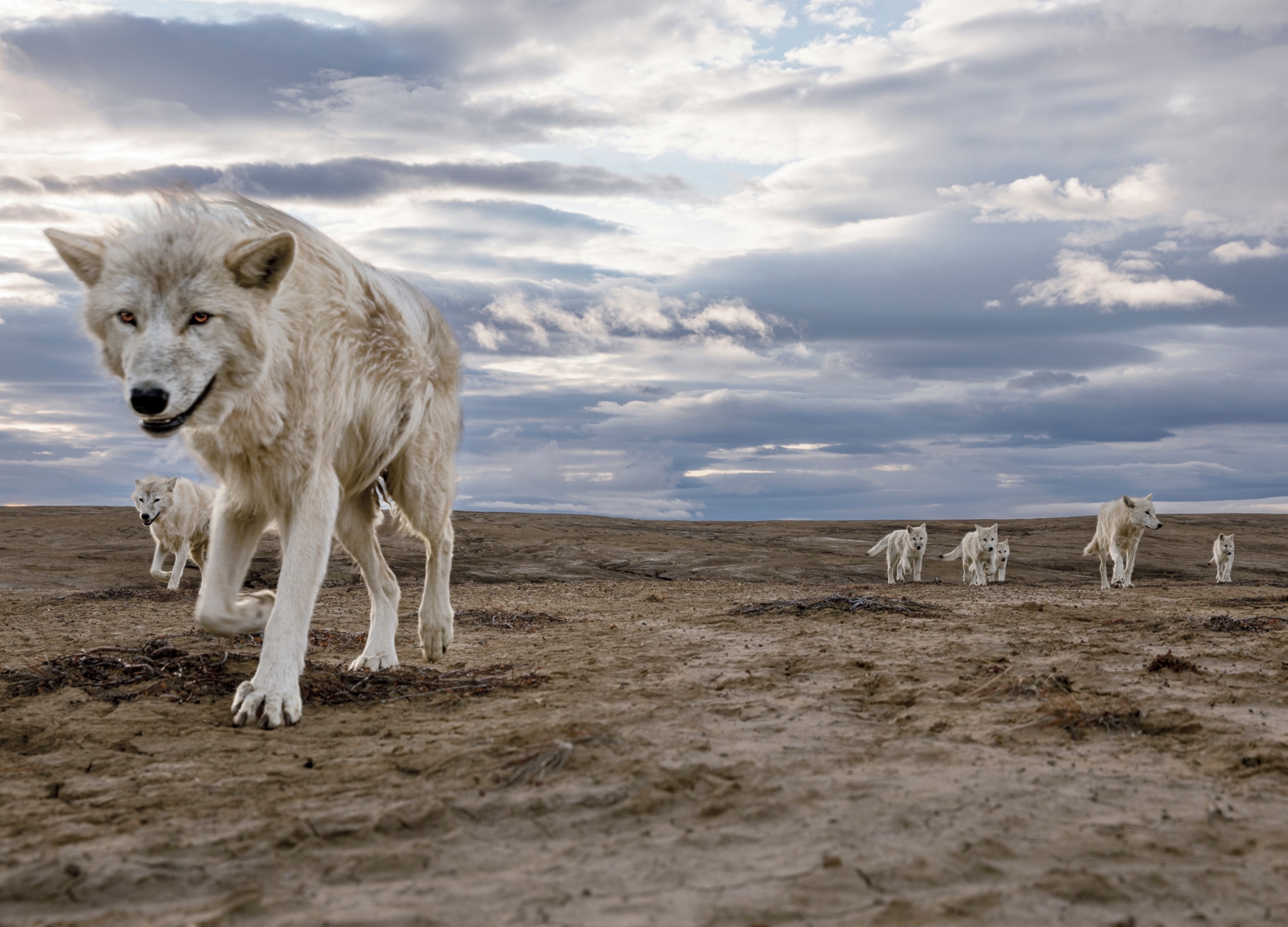 A group of wolves travel together.