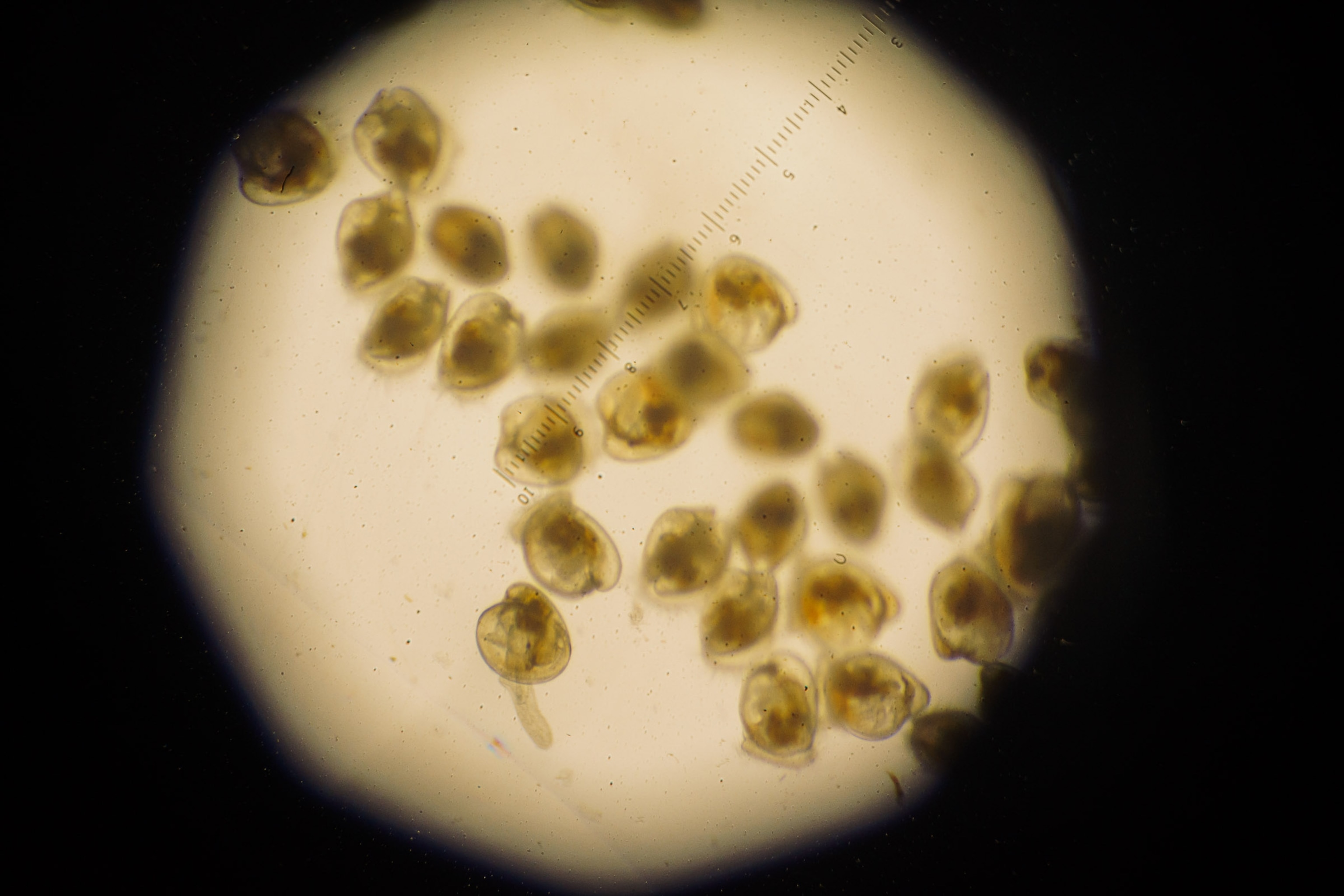 tiny oysters seen through the lens of a microscope