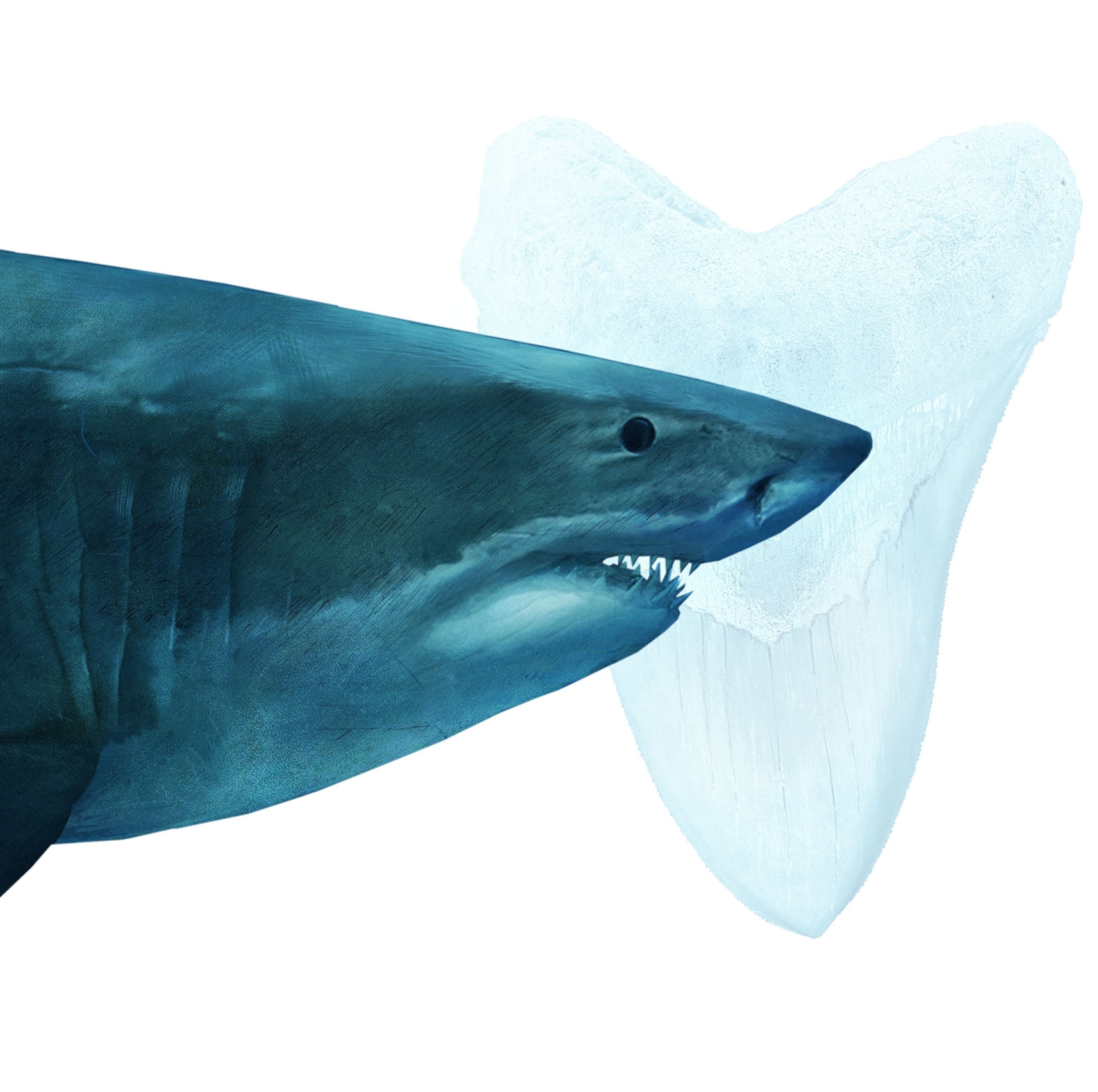 an illustration of a Carcharocles megalodon.