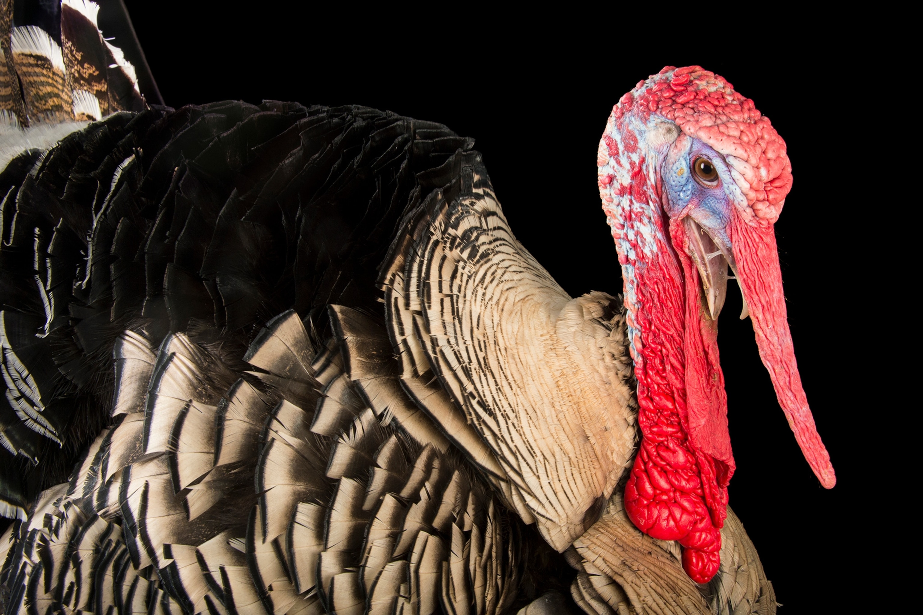 a narragansett turkey