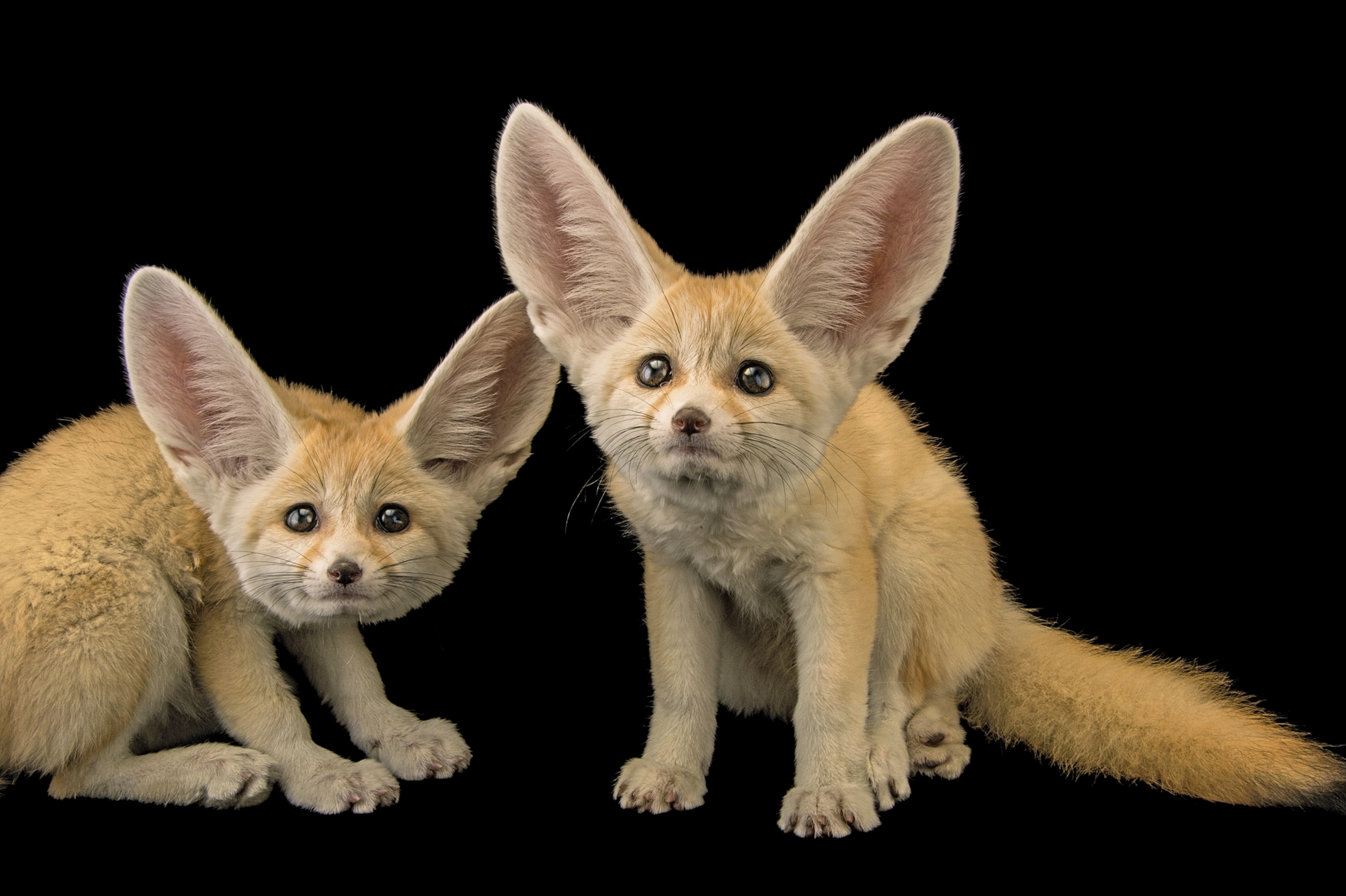 fennec foxes