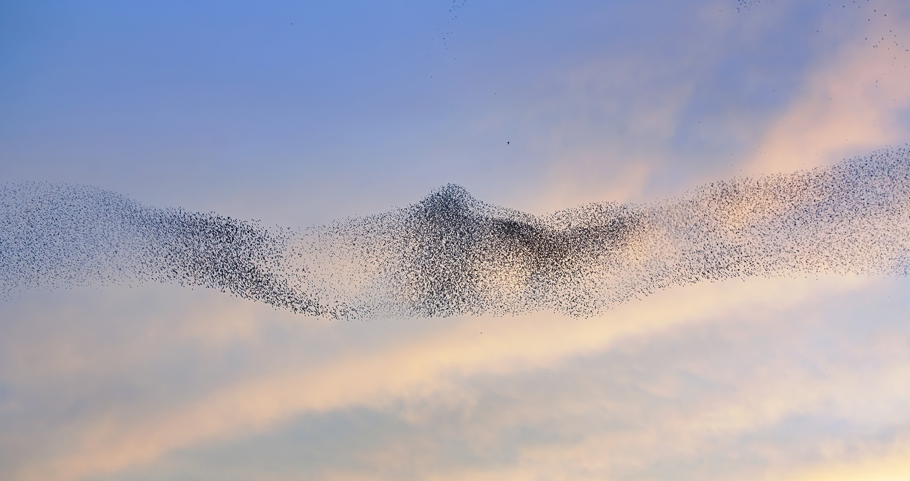 A bird shaped silhouette of thousands of starlings