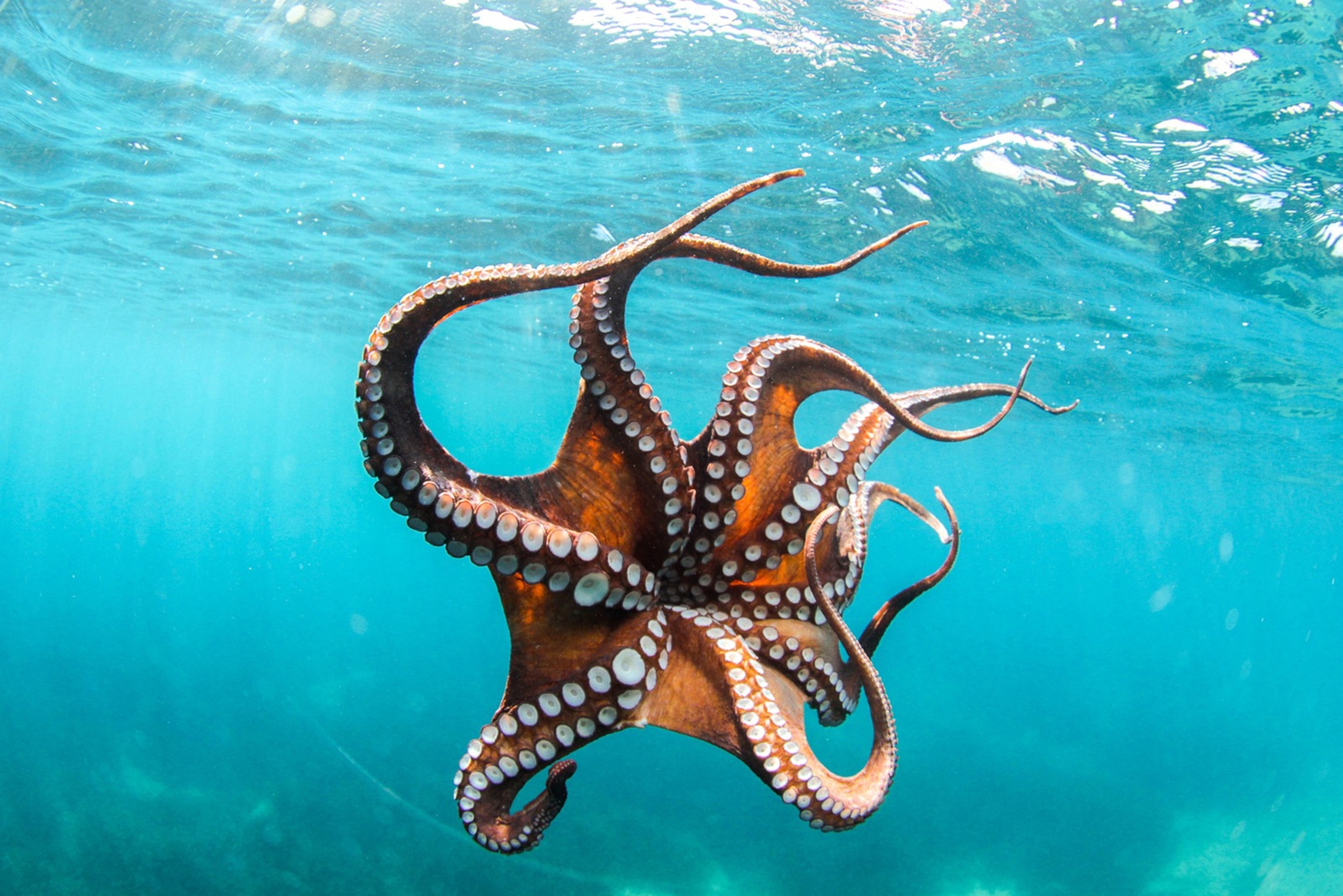 Enjoying a swim with an intimidating creature.
