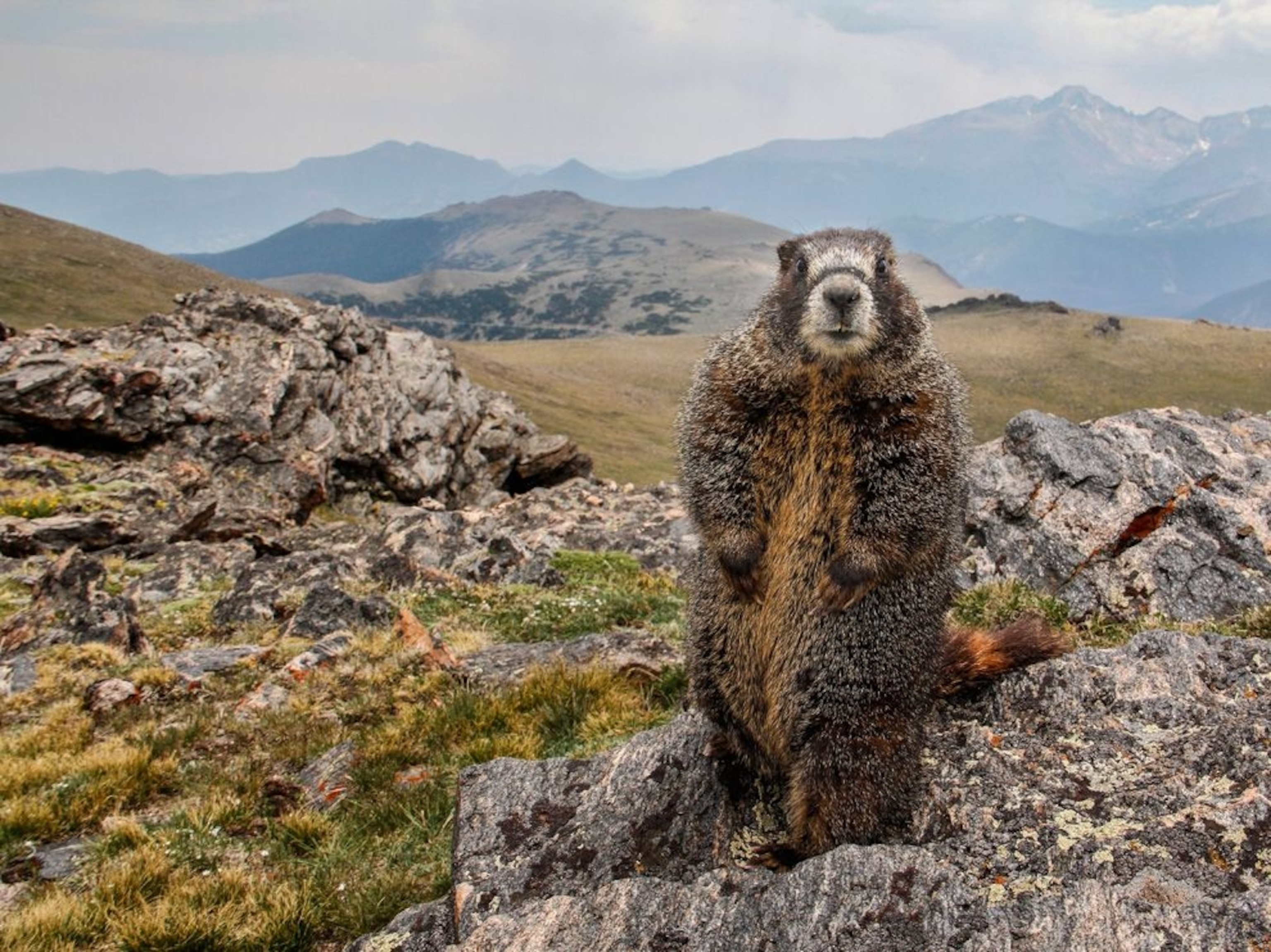 a yellow-bellied marmot in Rocky Mountain National Park, Colorado
