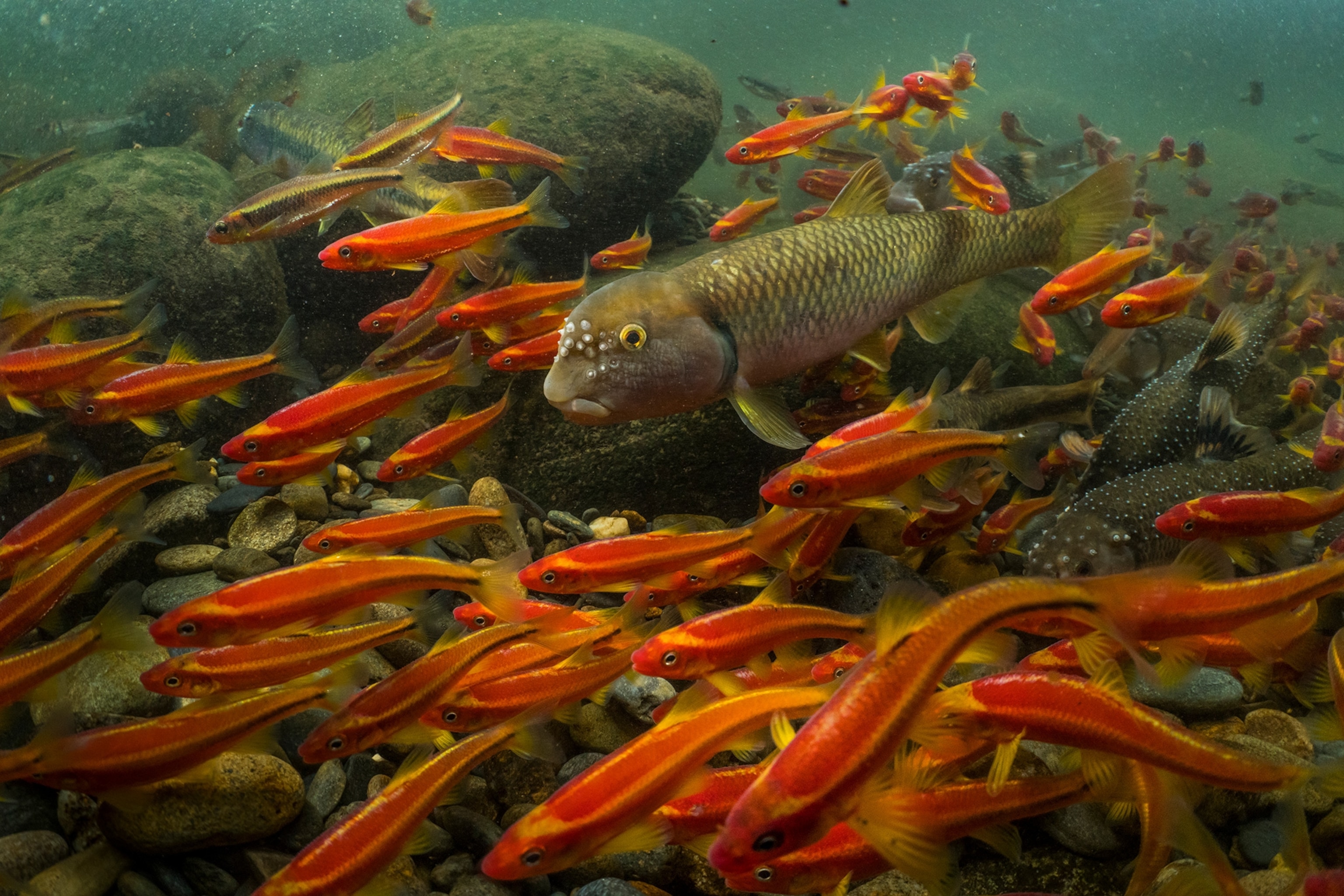 saffron and Tennessee shiners