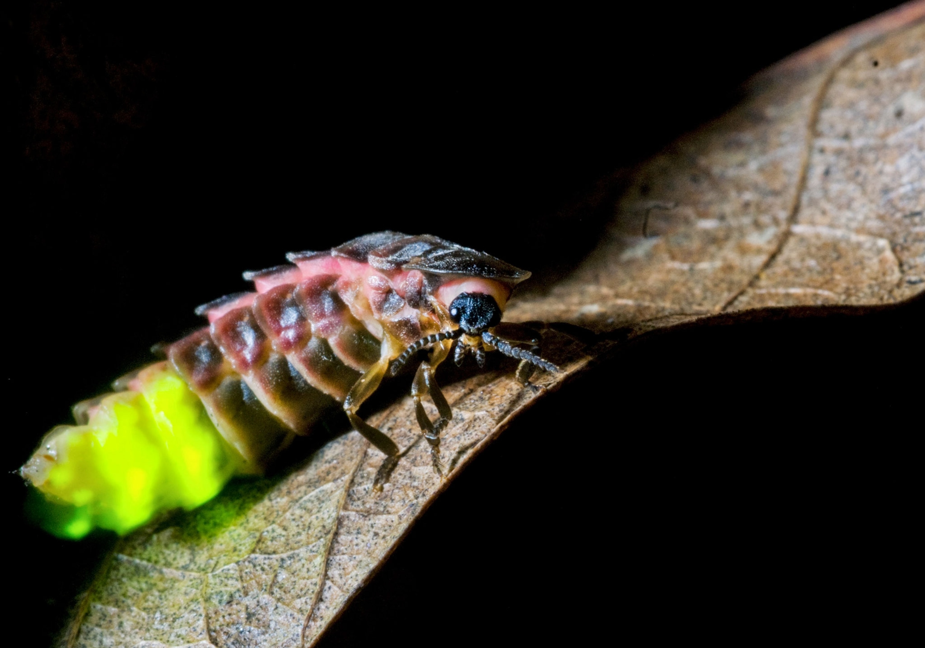 a female glow worm