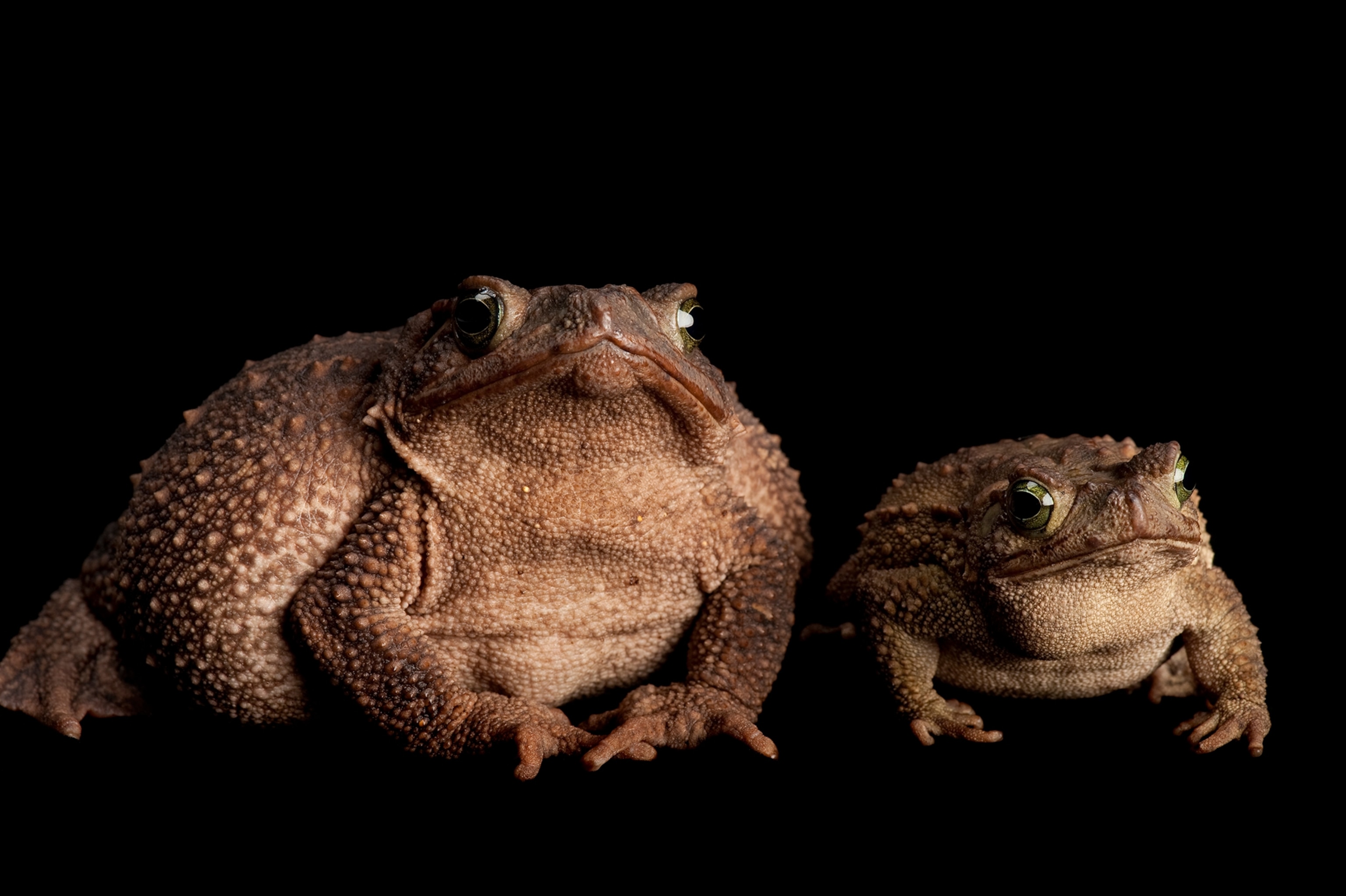 evergreen toads