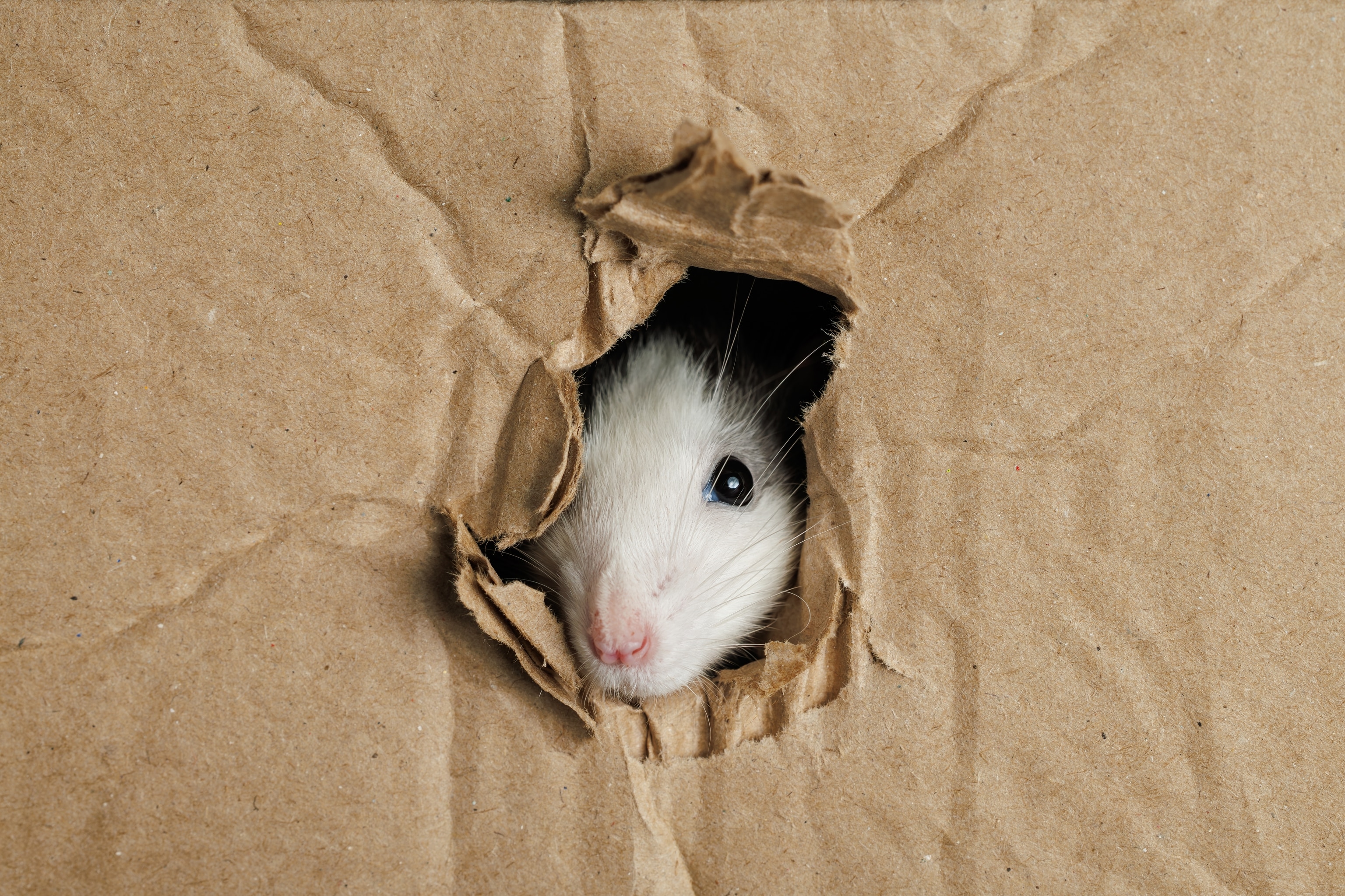 A colored rat comes out of a hole in a cardboard box. The mouse gnawed through the hole.