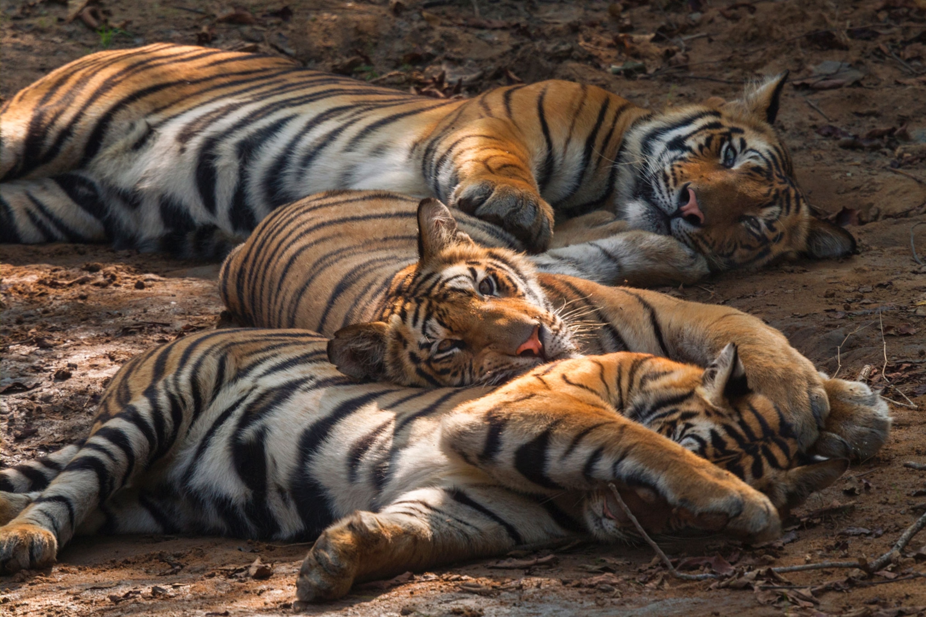 a tiger