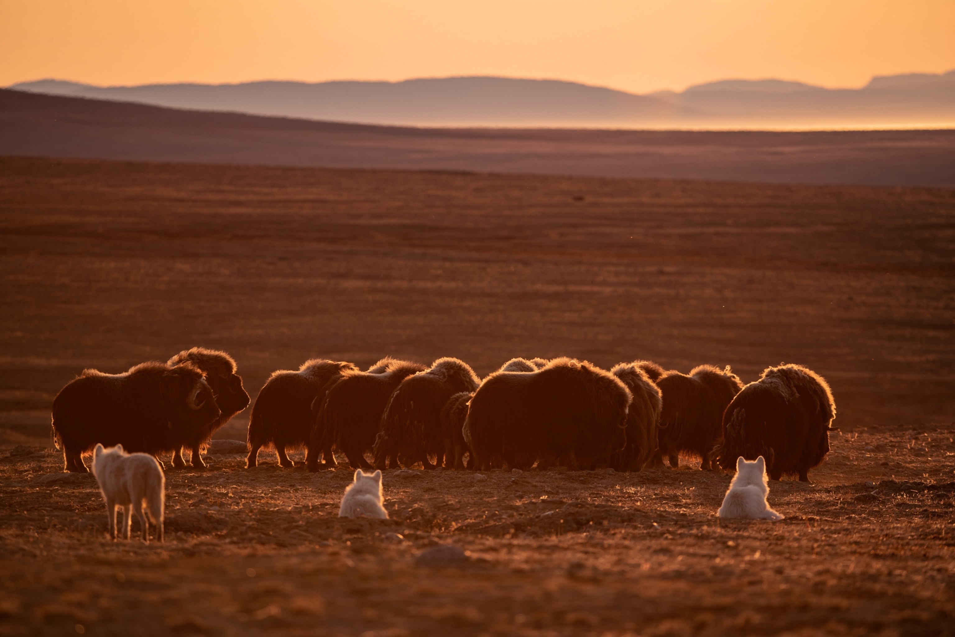 a herd of muskoxen and a few wolves at sunset