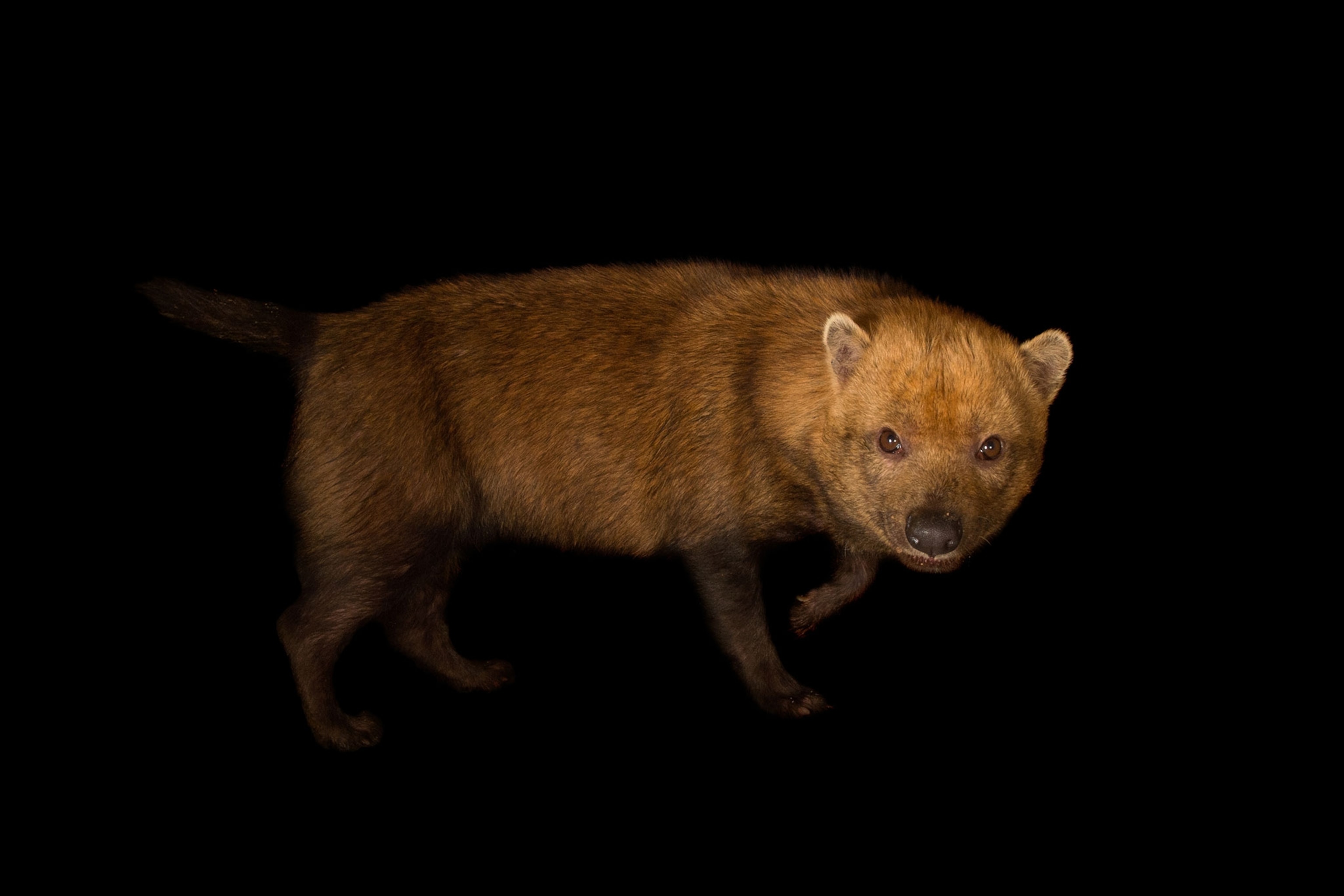 a bush dog