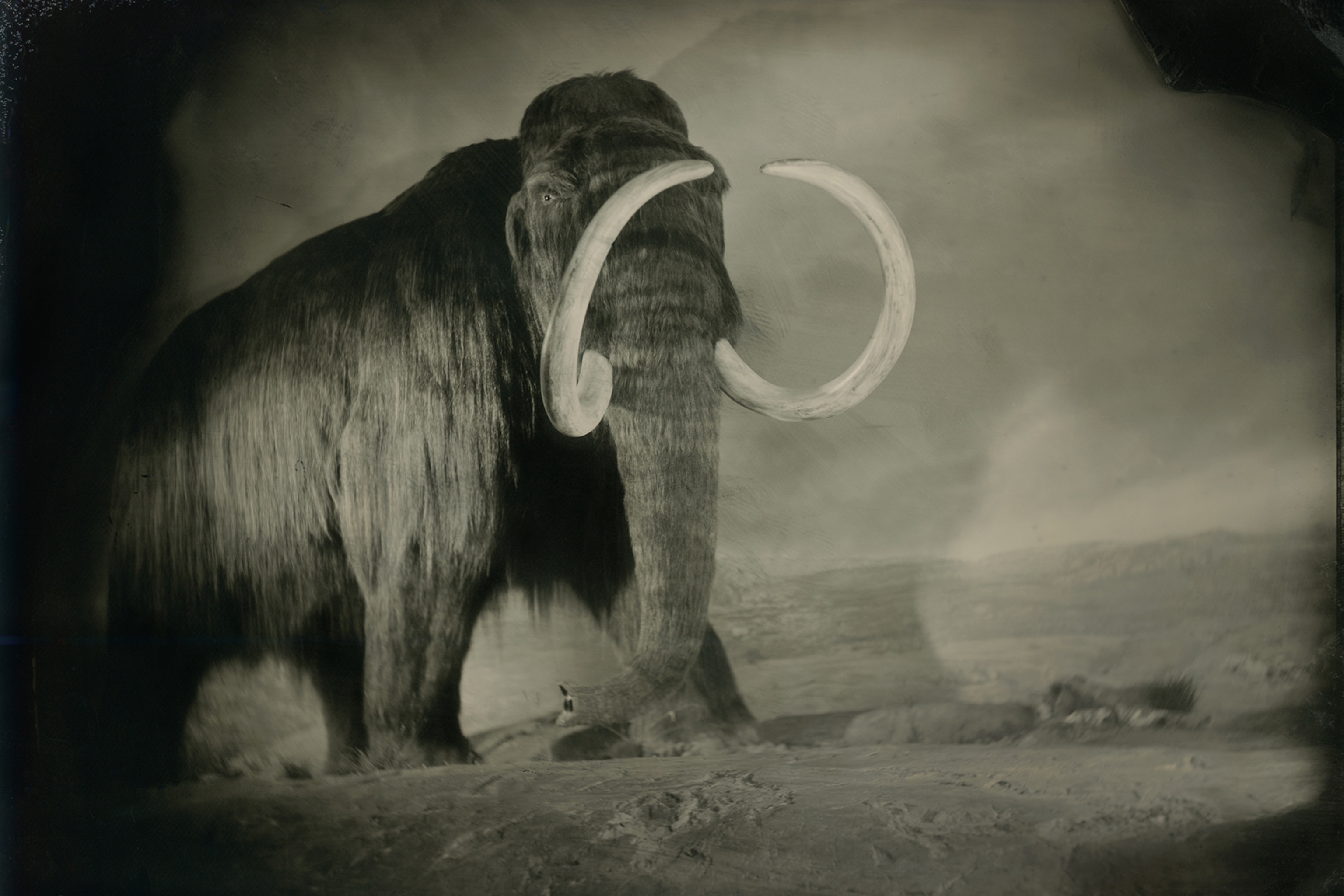 a reconstructed woolly mammoth