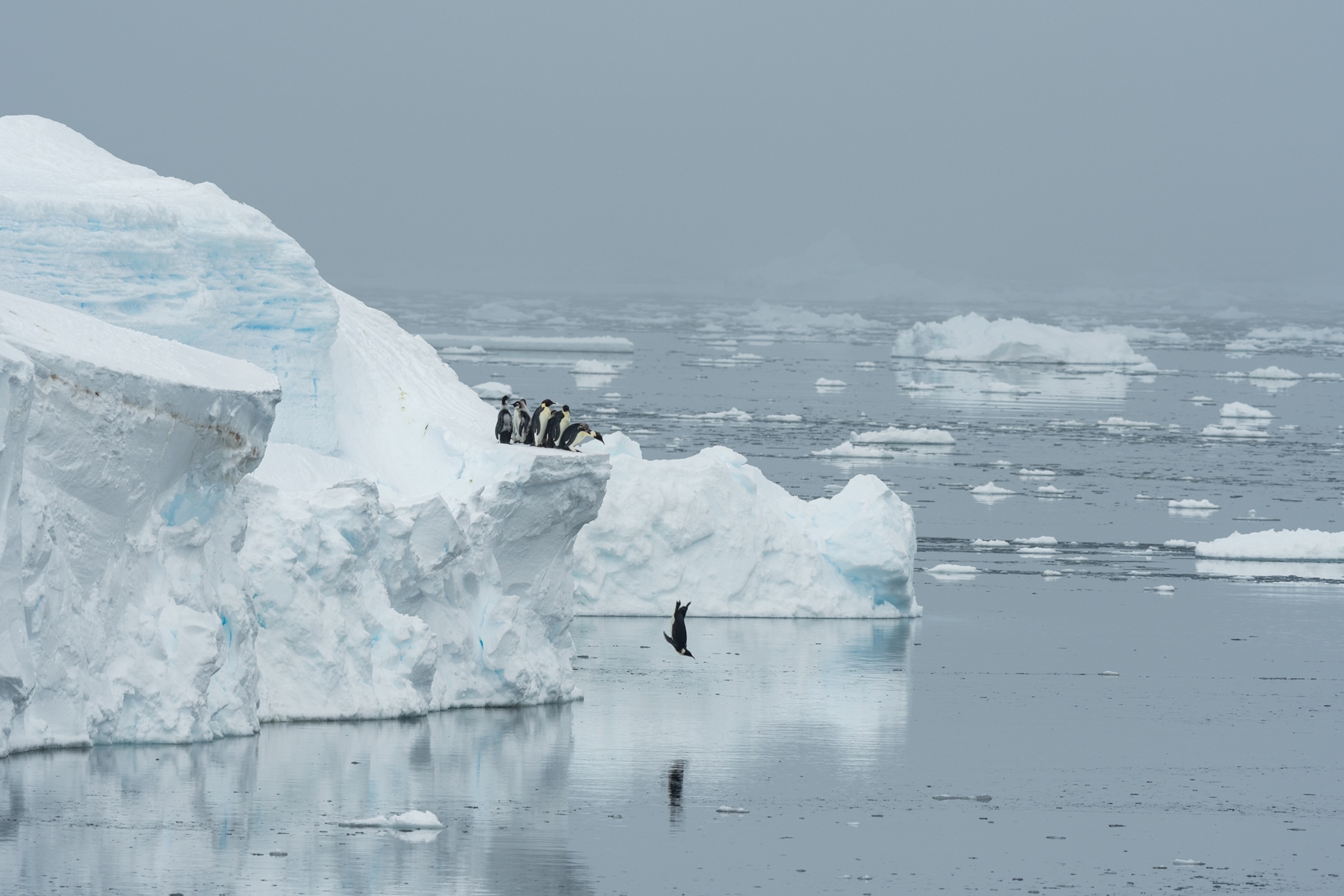 penguins waiting to jump of icy cliff with one already in midair.