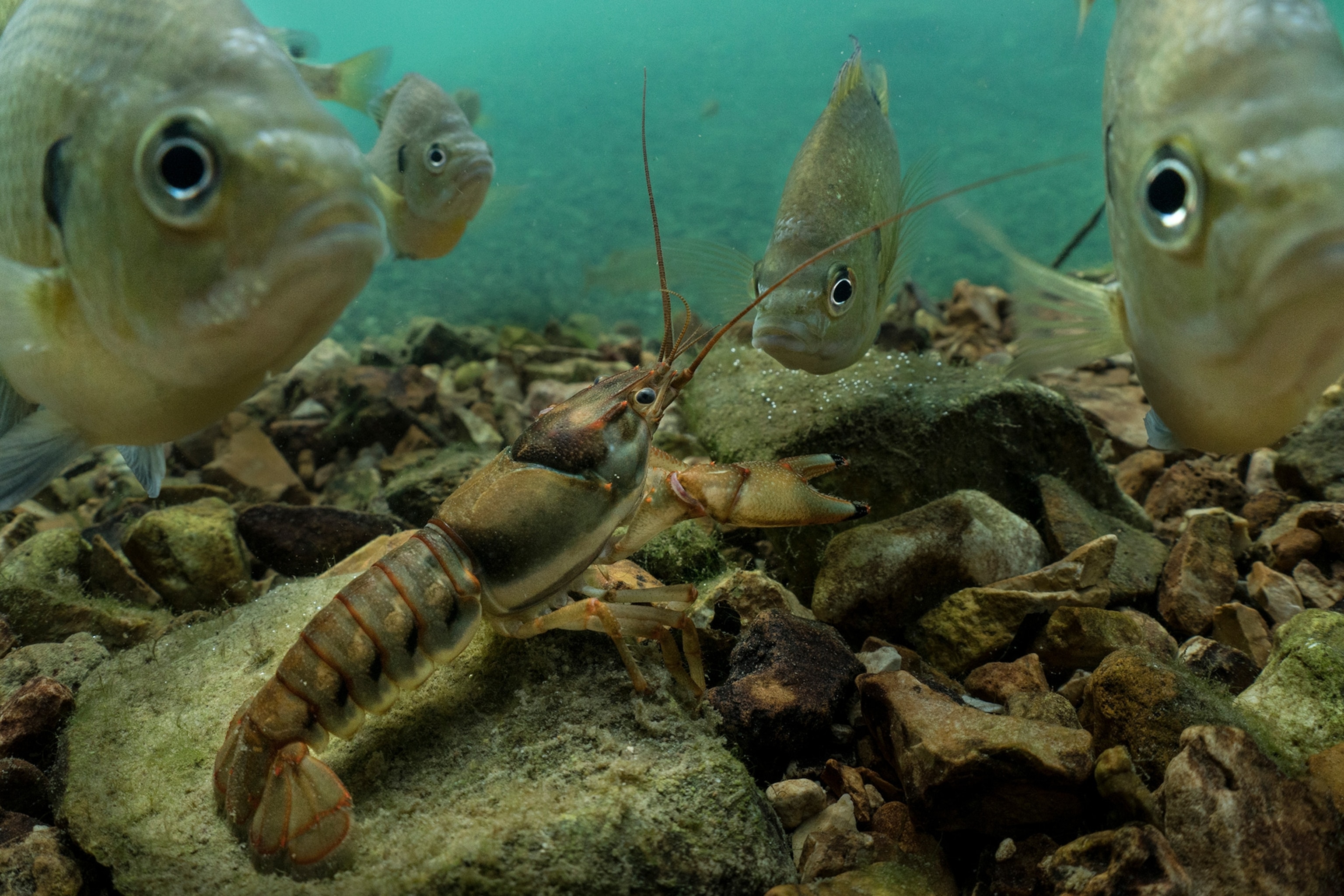bluegill and crayfish