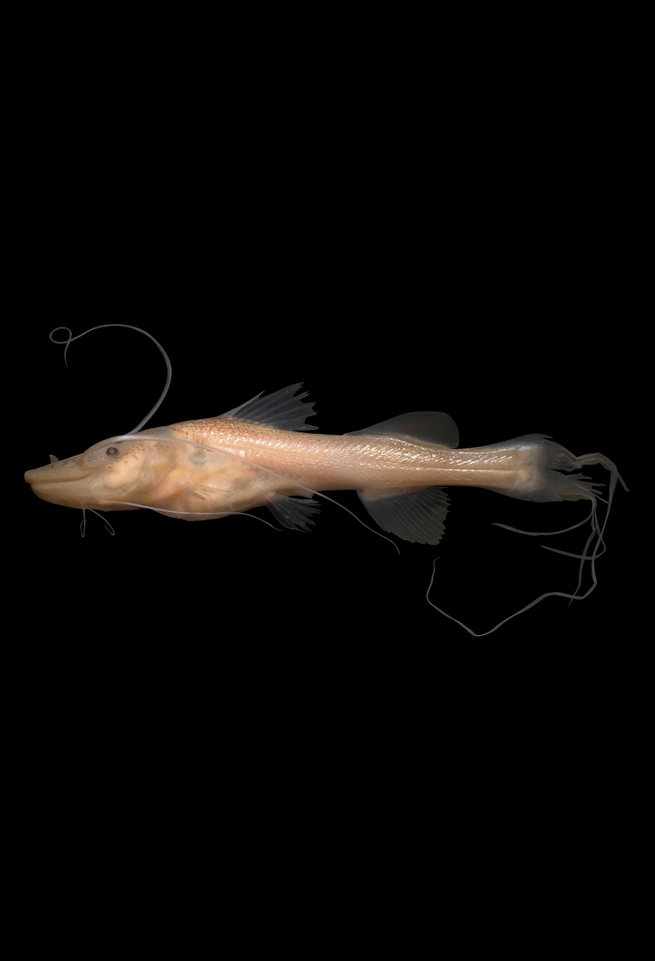 The fins are tranlucent on the body of the small fish face reminiscent of a smile and scales re peach and golden.