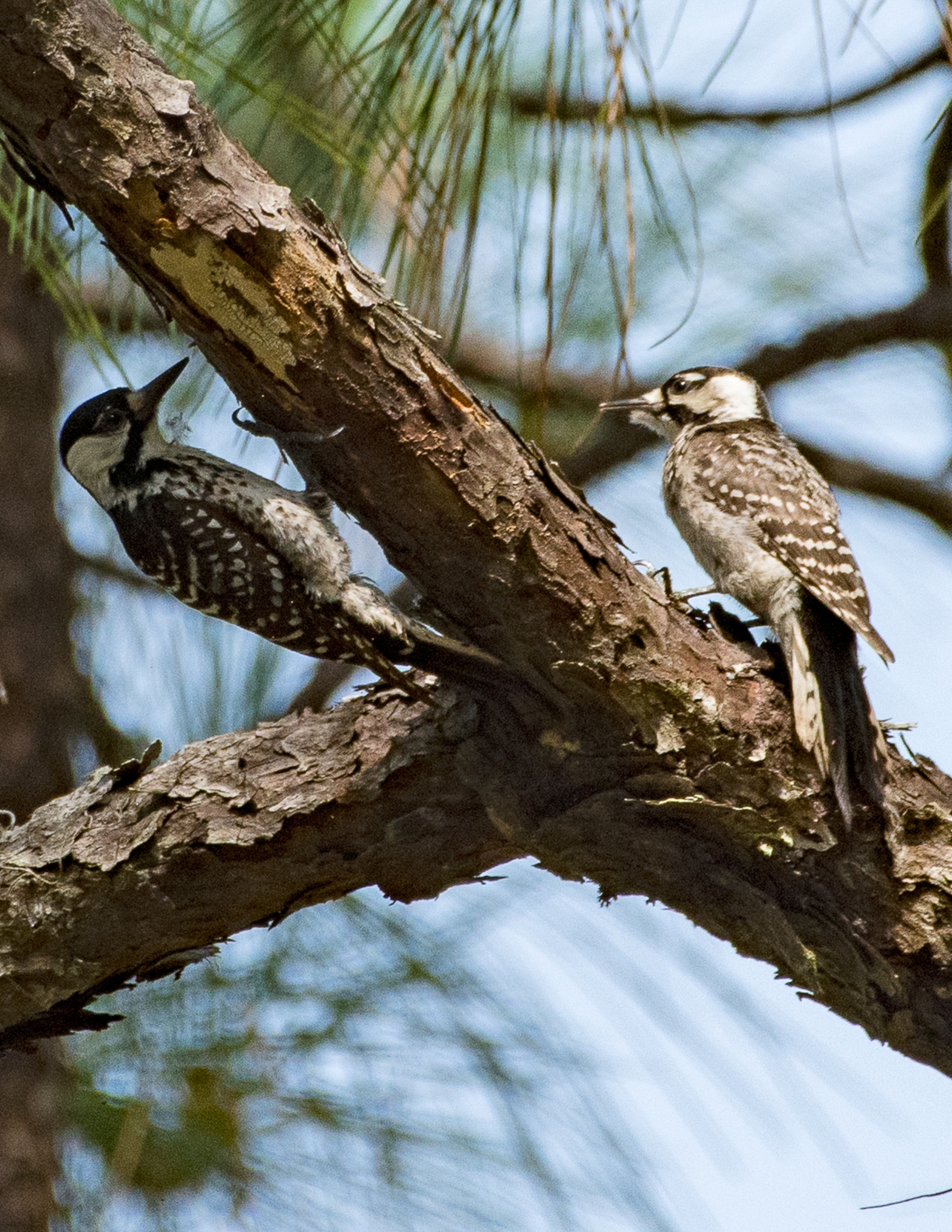 two woodpeckers latched to either side of a branch