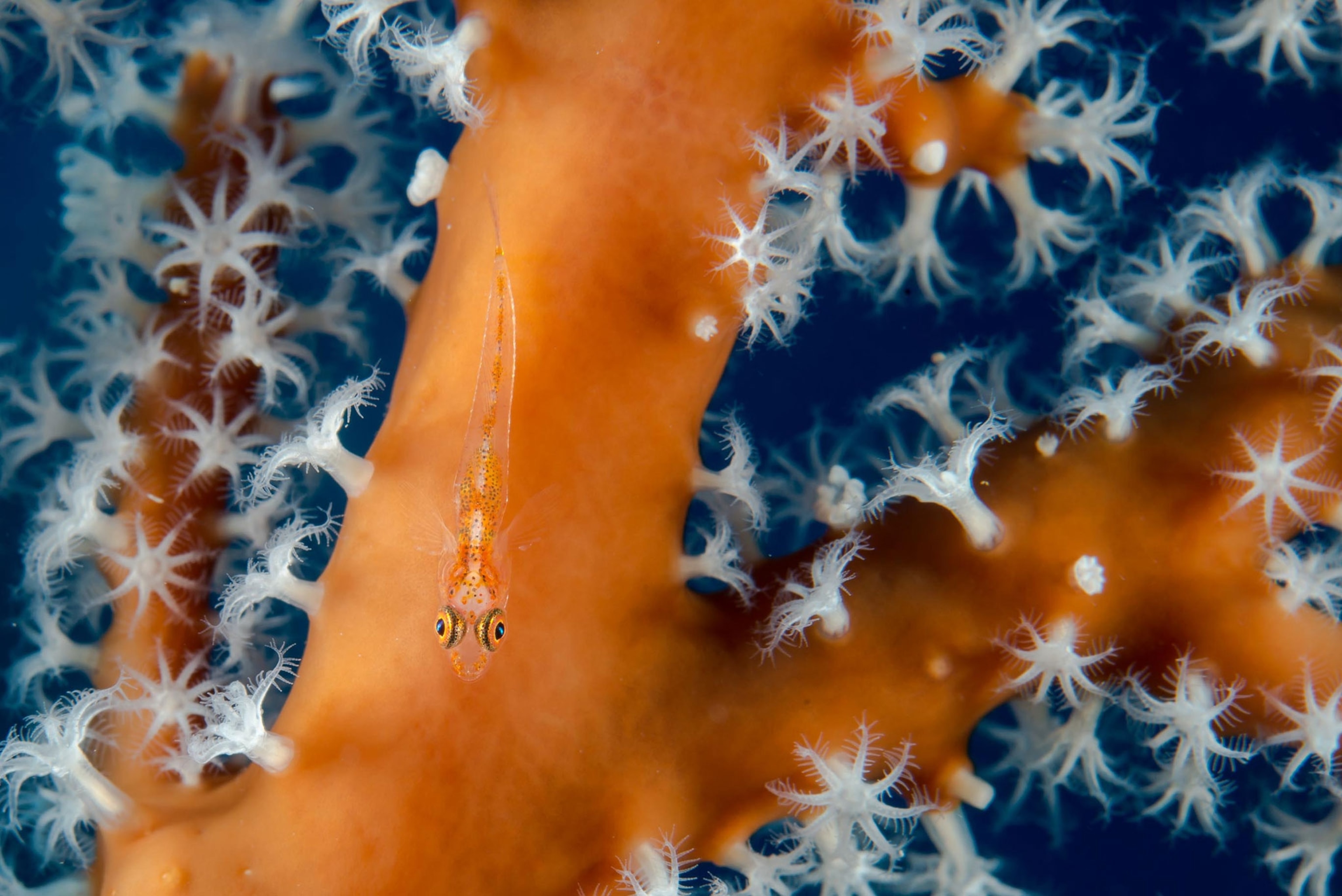 a little goby