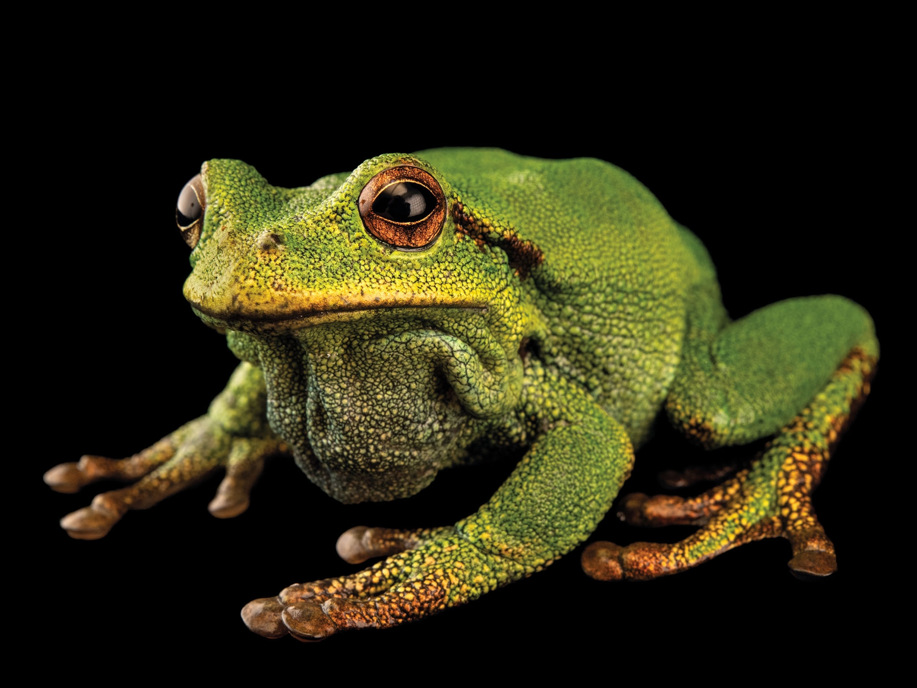 a silver marsupial frog