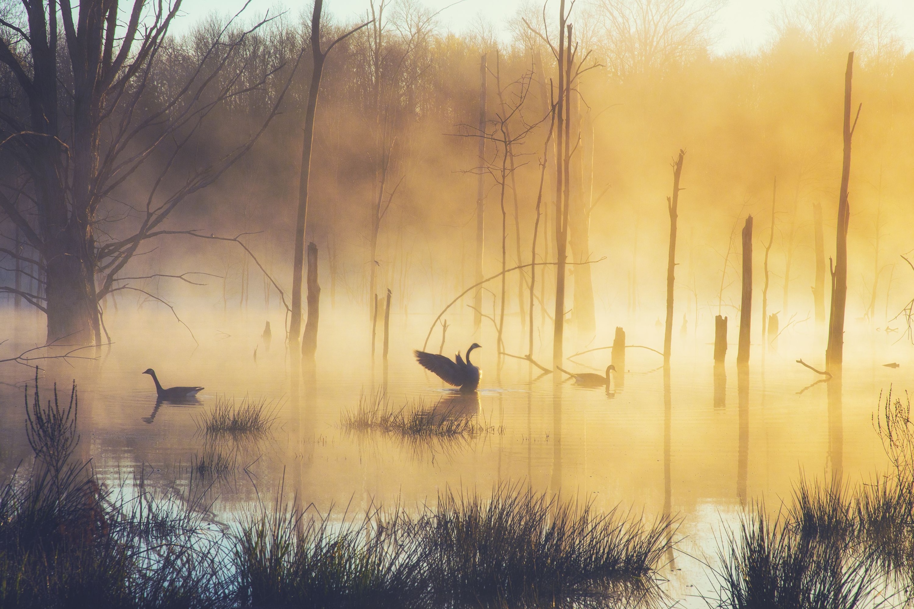 geese in Lake in Conastota, New York