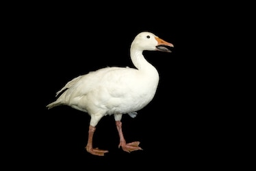 a snow goose
