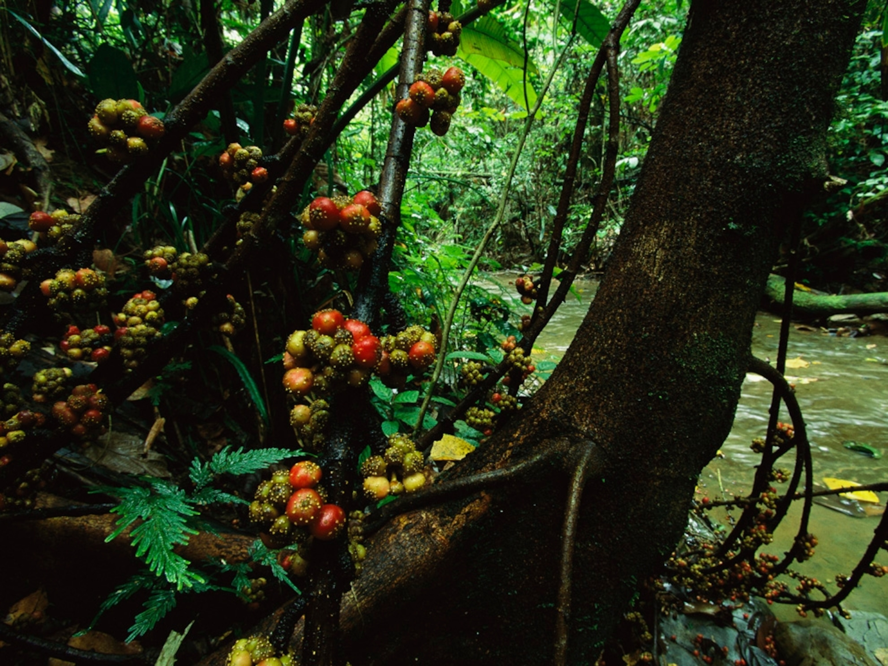 fig trees grow along a stream in a rain forest