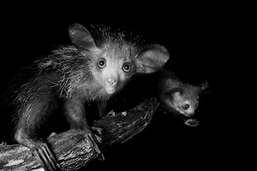 a pair of aye-ayes