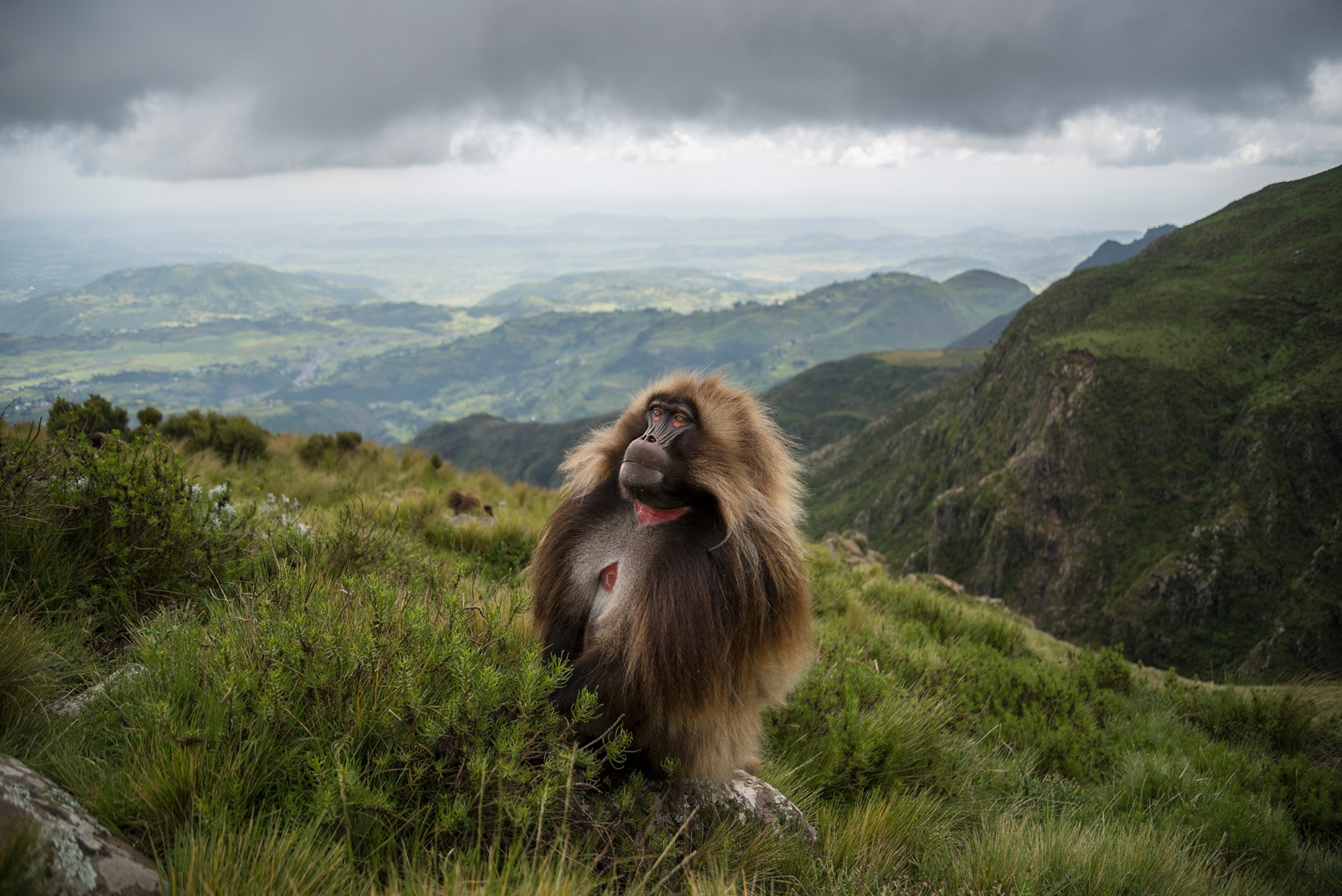 a male gelada looking out from a cliff over a conservation area in Ethiopia