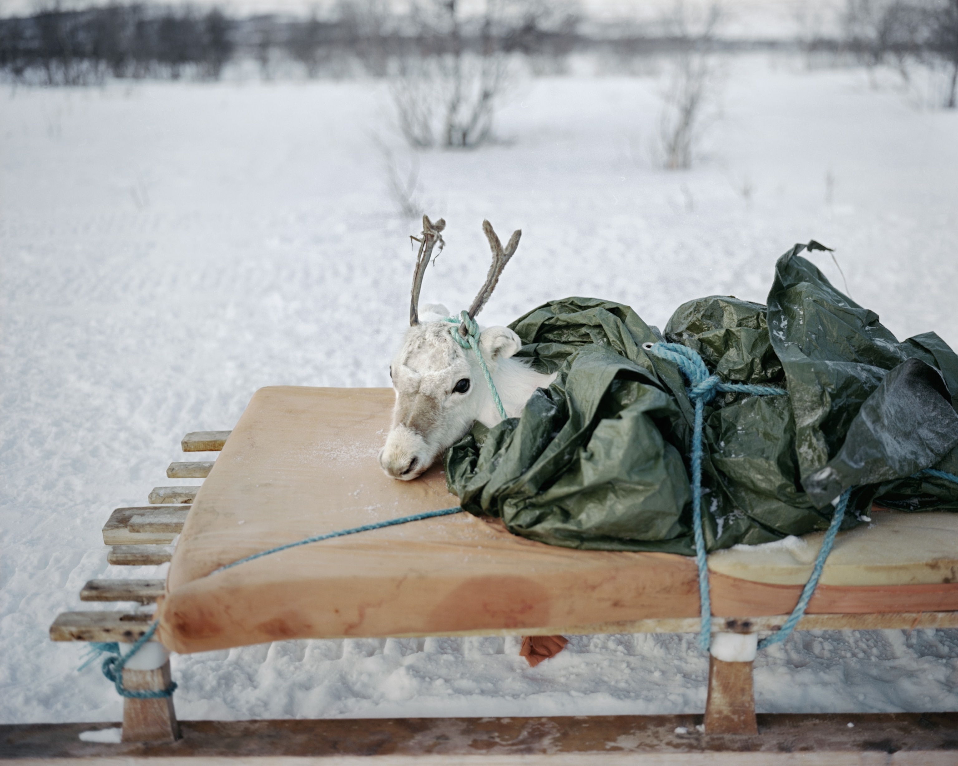 a reindeer calf tied to a sled for an 80-mile trek to the sea