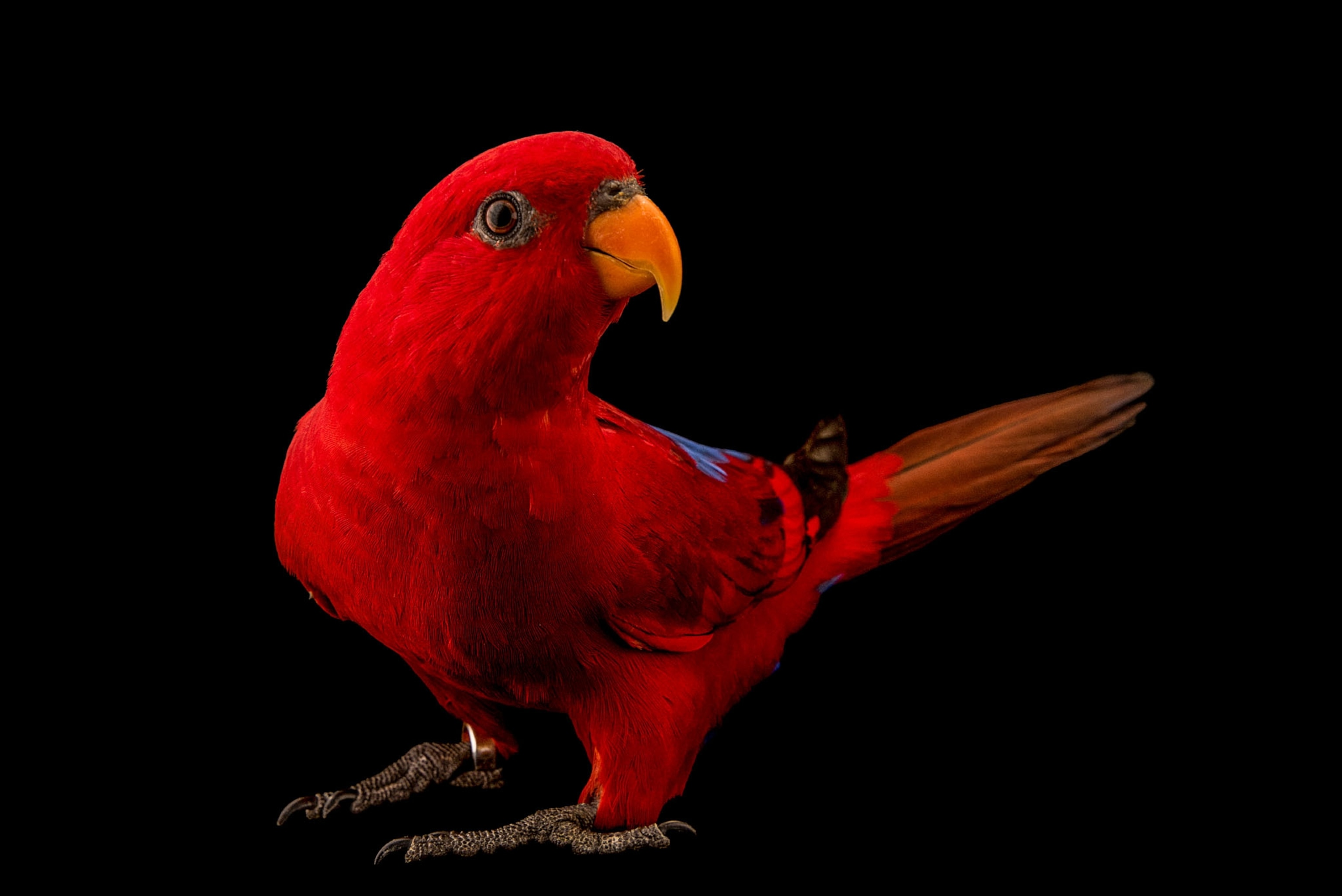 a bold red parrot with an orange beak on a black background