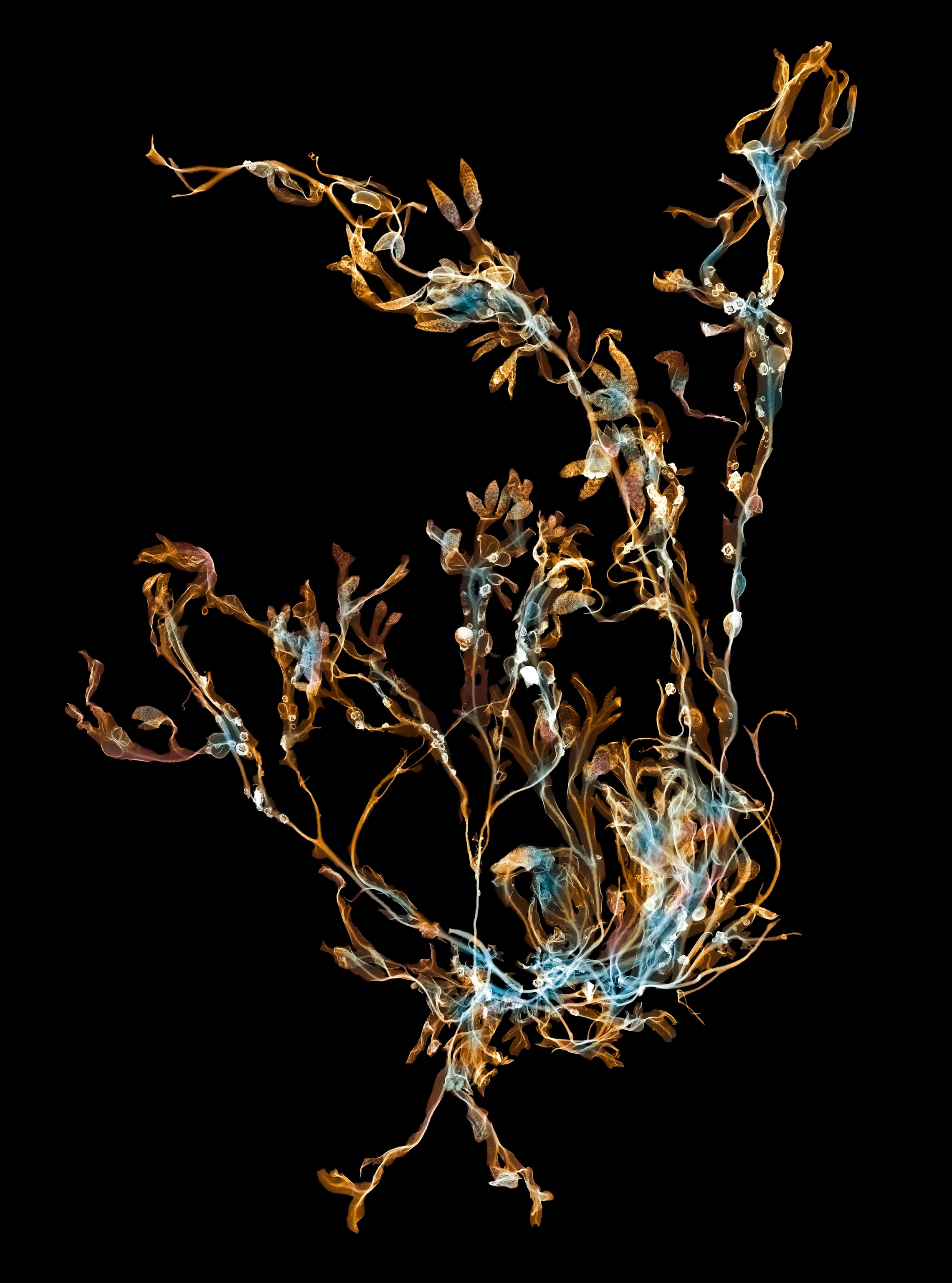 Colored X-ray-gram of a brown alga