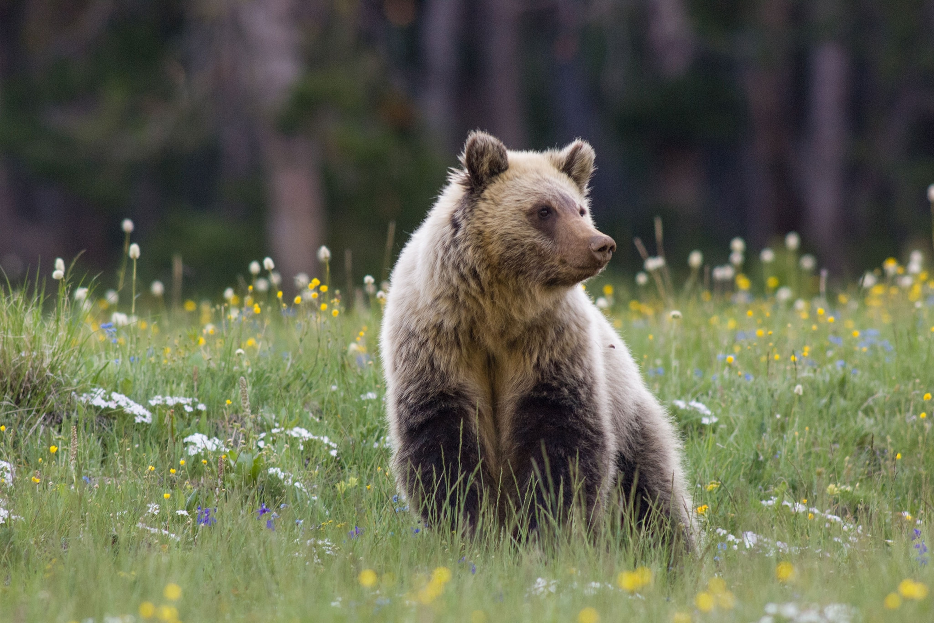 a grizzly bear in a field of wildflowers in Yellowstone National Park