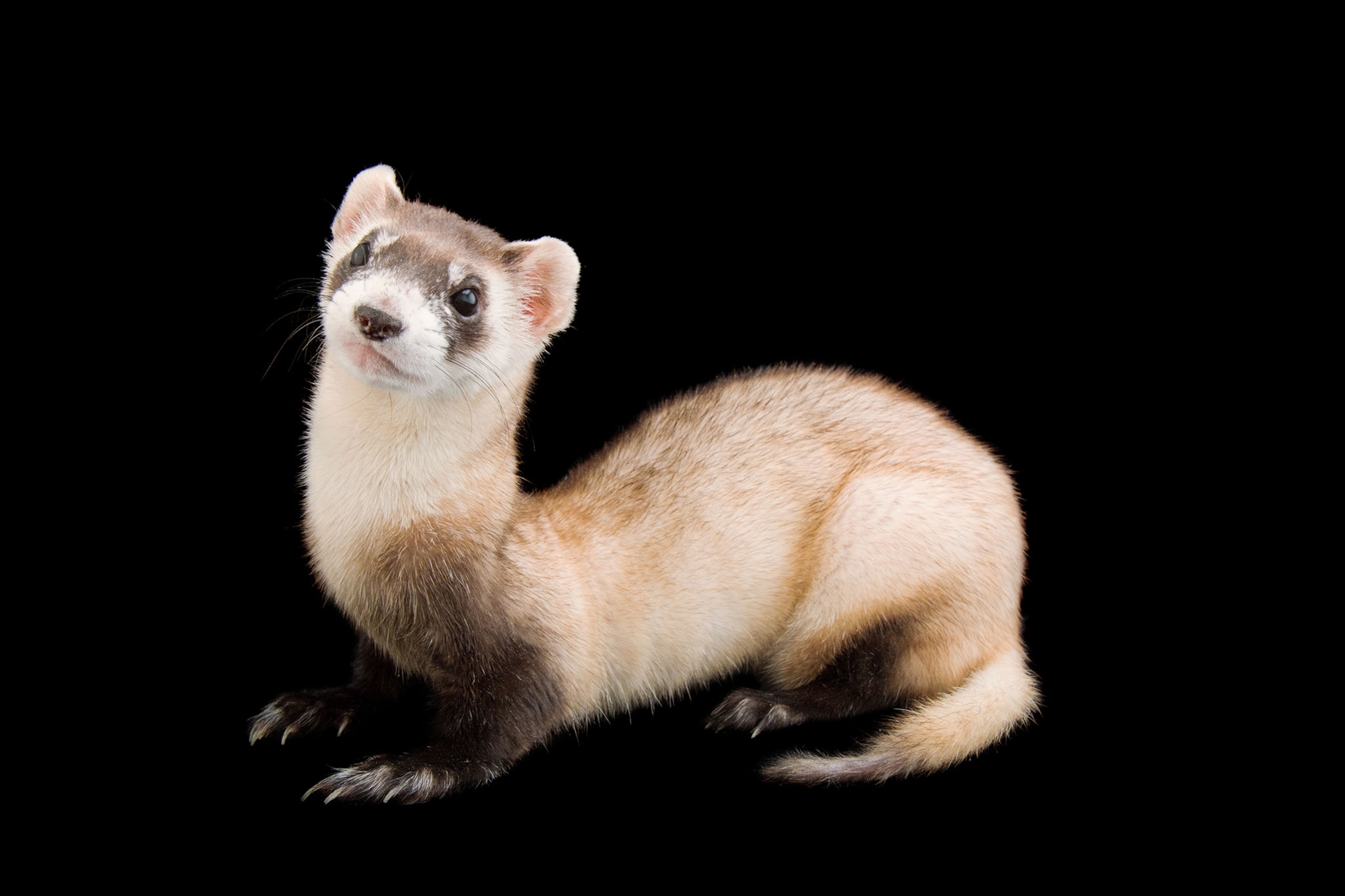 a black footed ferret