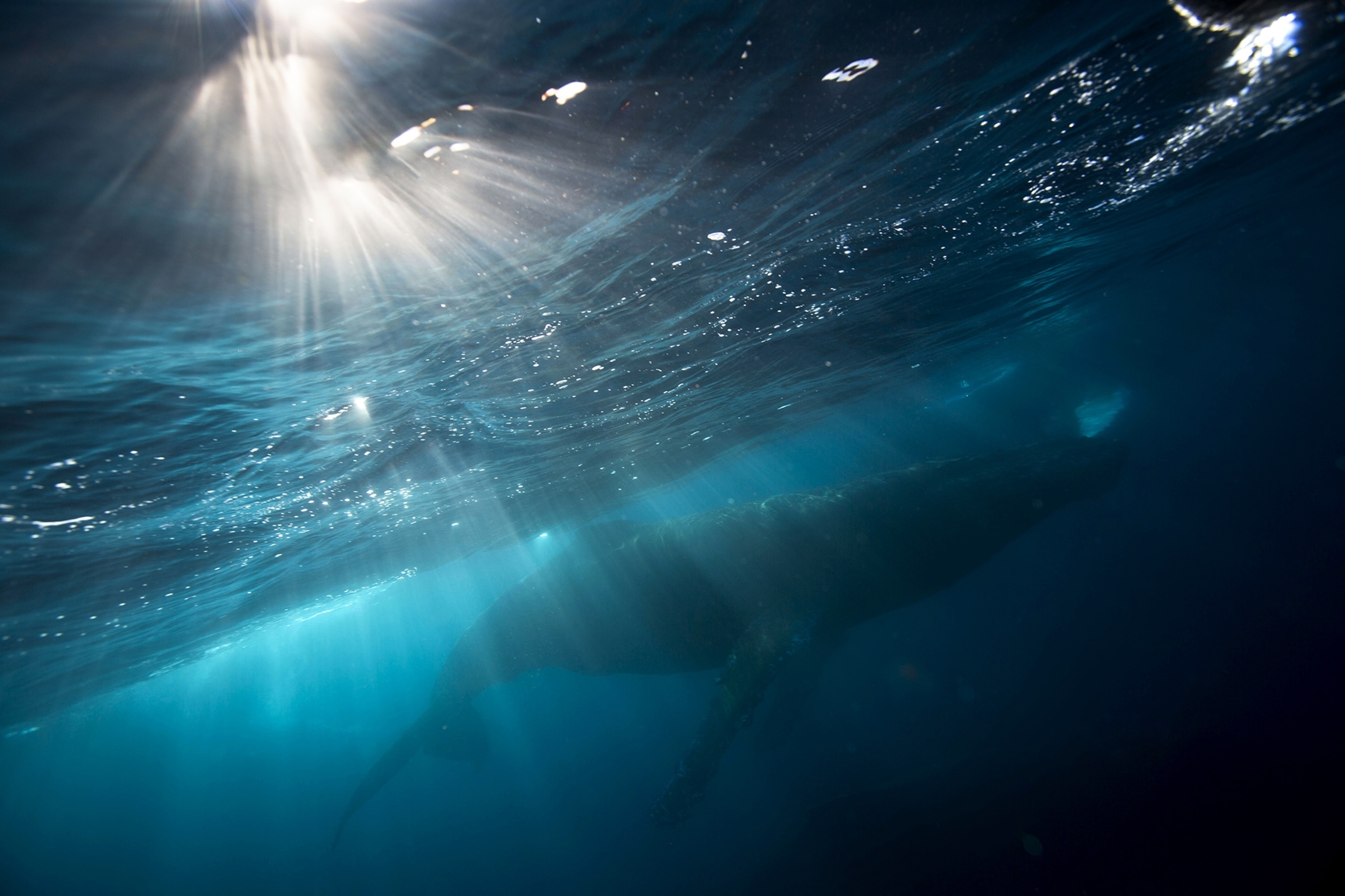 a whale diving