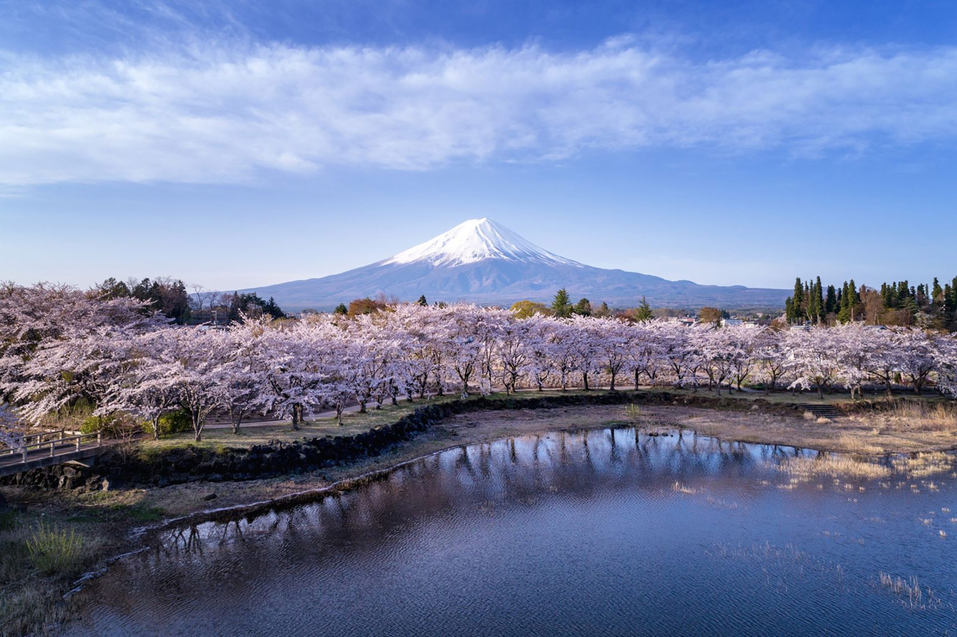 Cherry blossoms line a lake with Mt. Fuji in the background