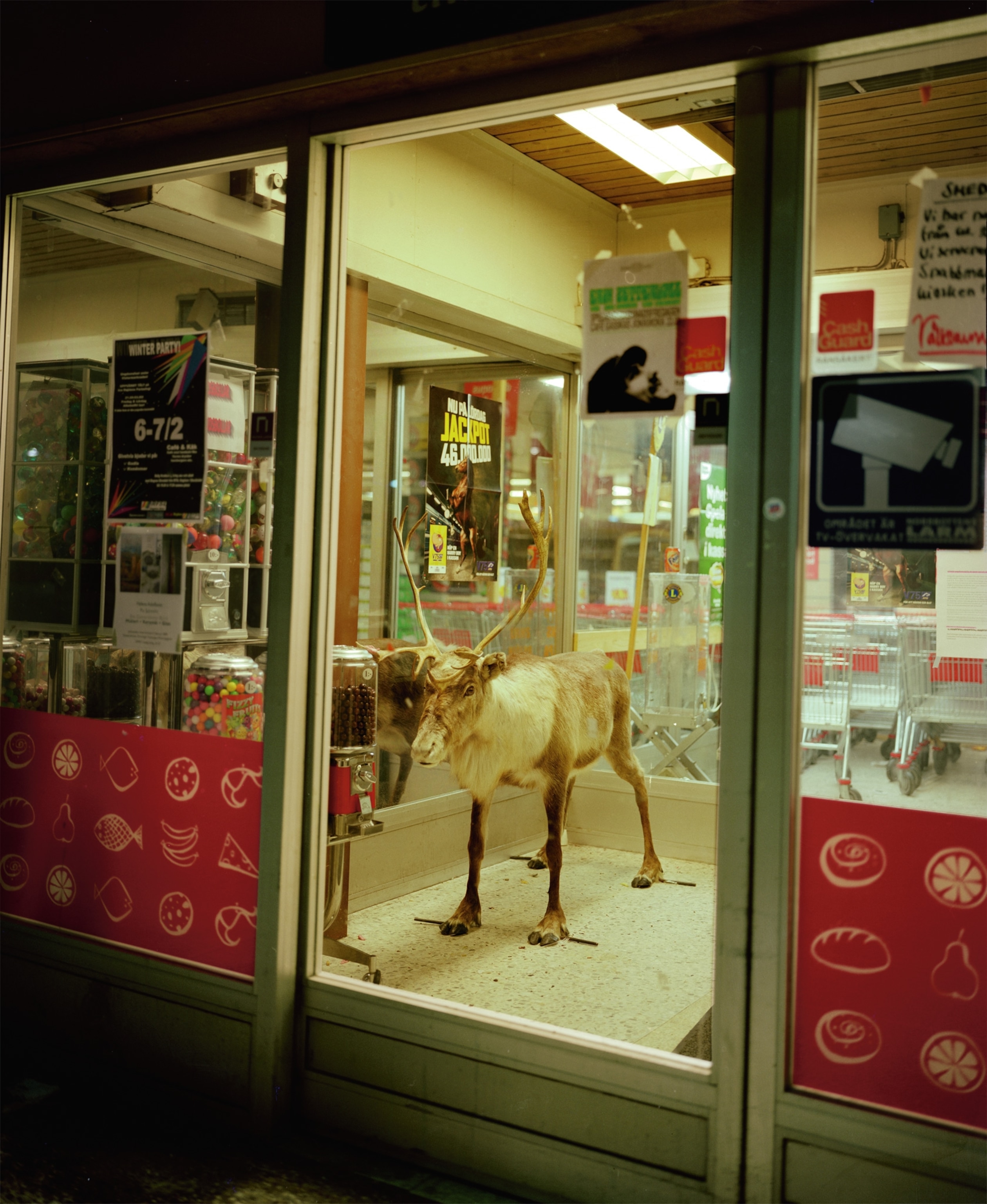 a stuffed reindeer in a store window in Jokkmokk, Sweden