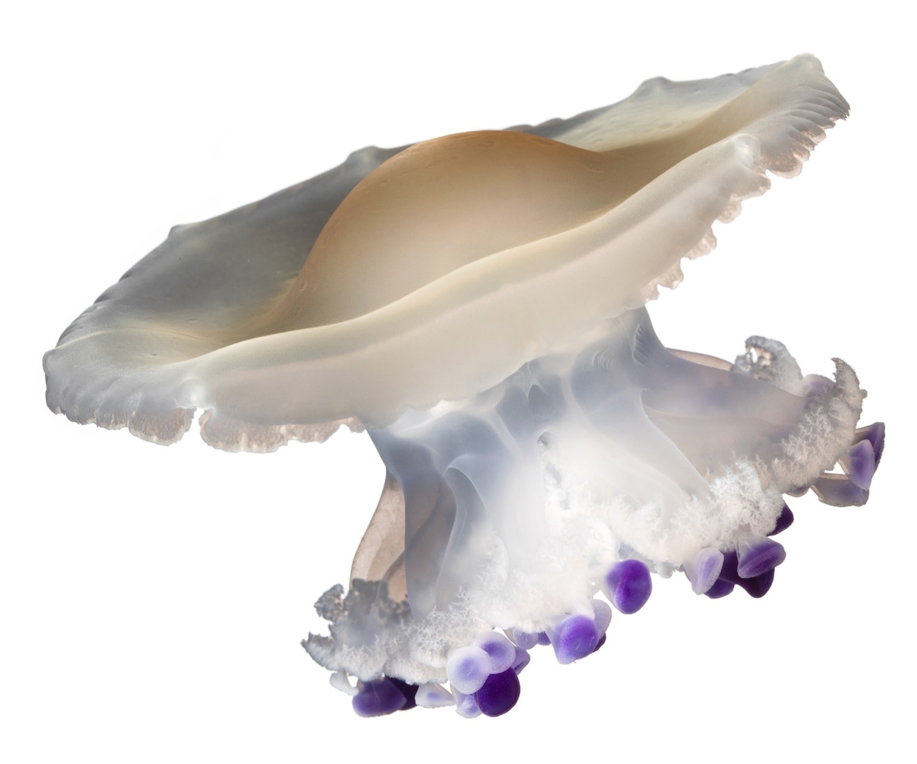 a white and purple jellyfish on a white background