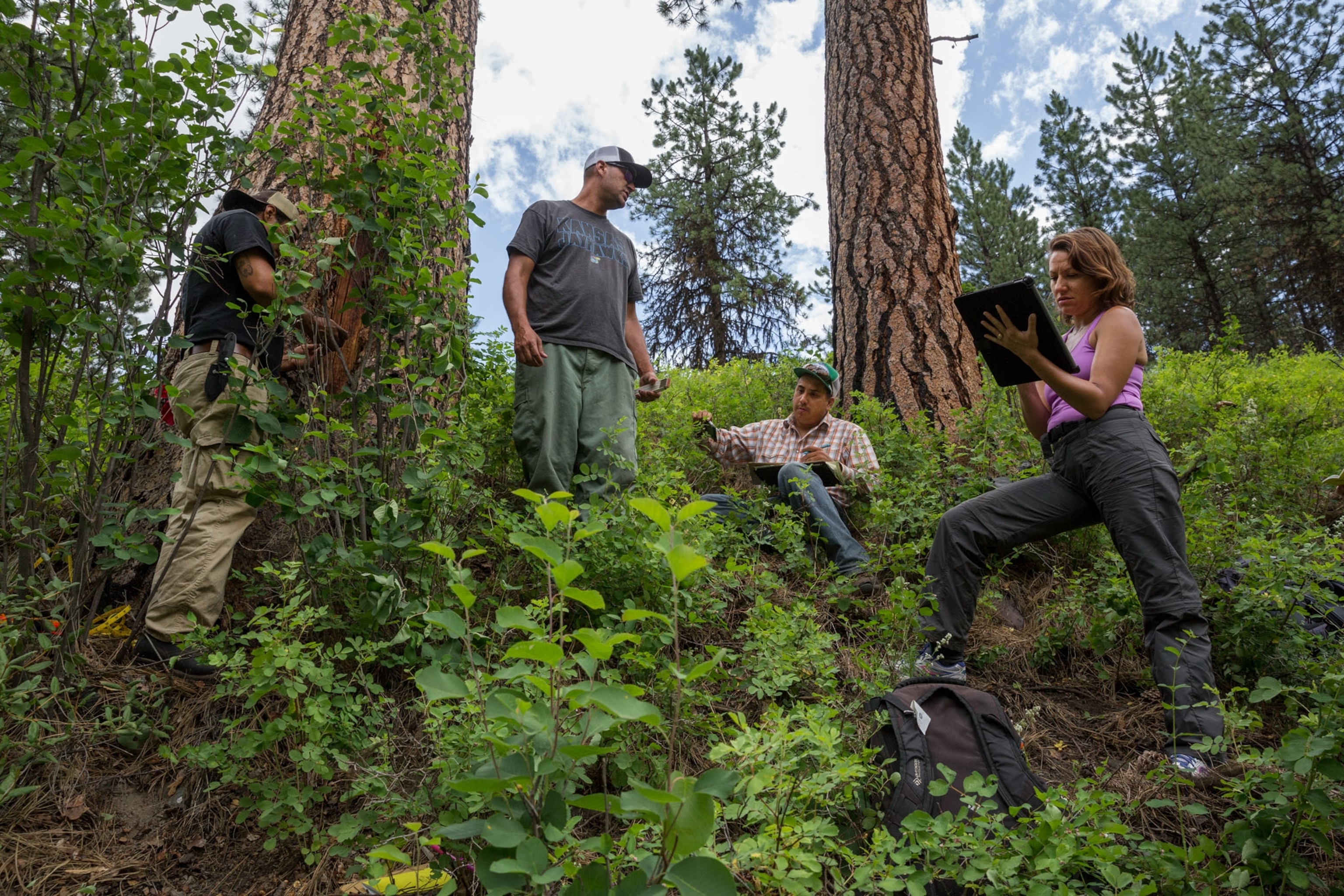 three men and a woman standing in the forest examining and taking notes of the trees