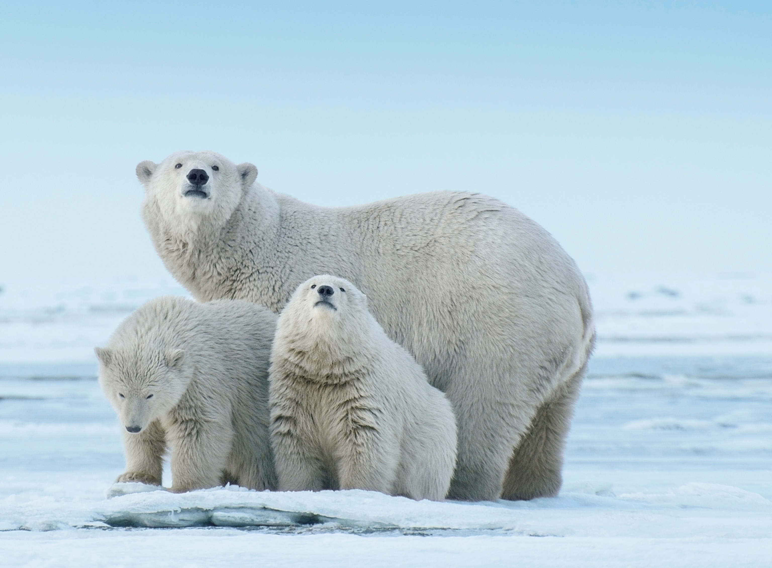 A polar bear and cubs stand together on ice.