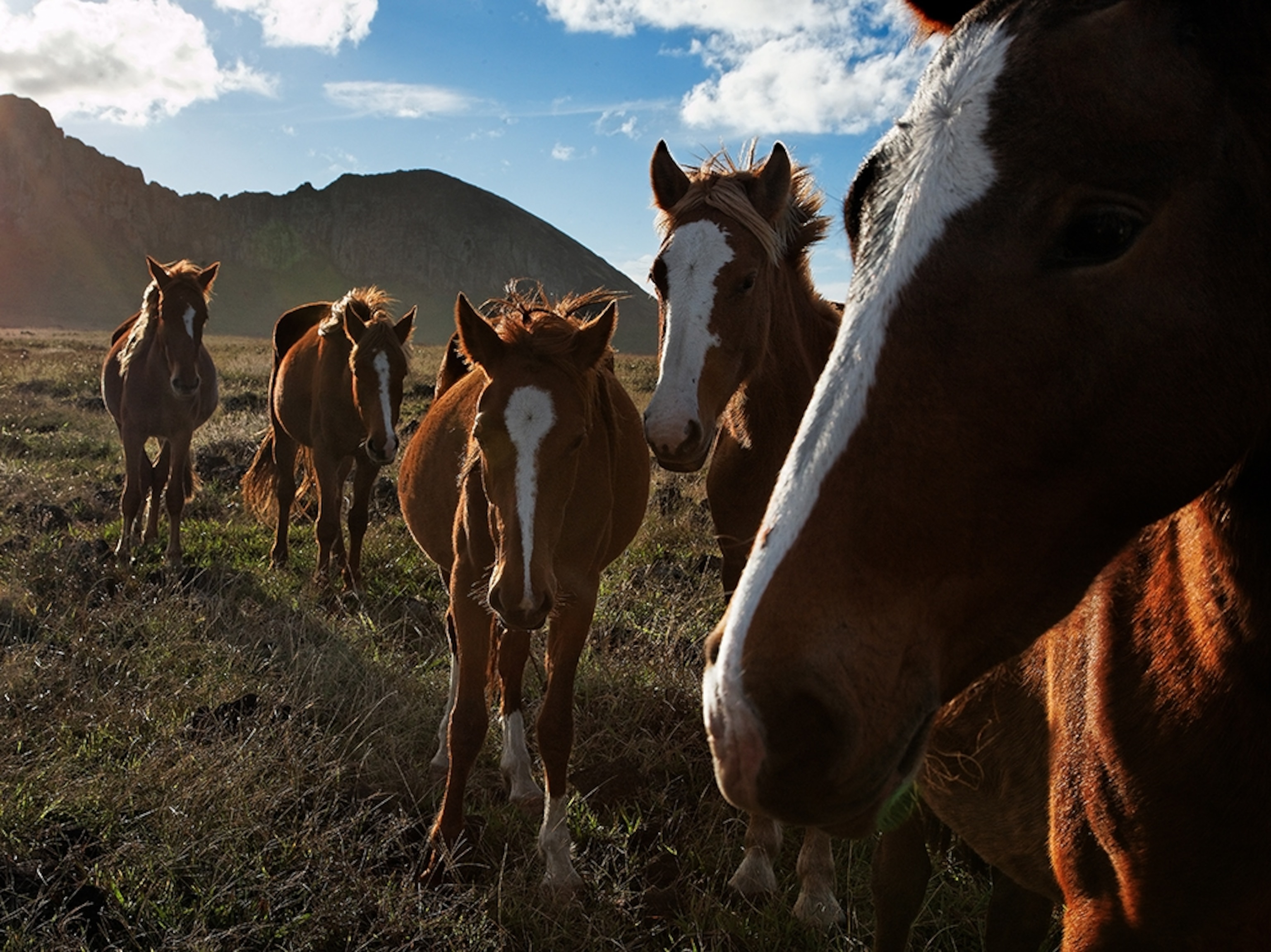 wild horses on Easter Island