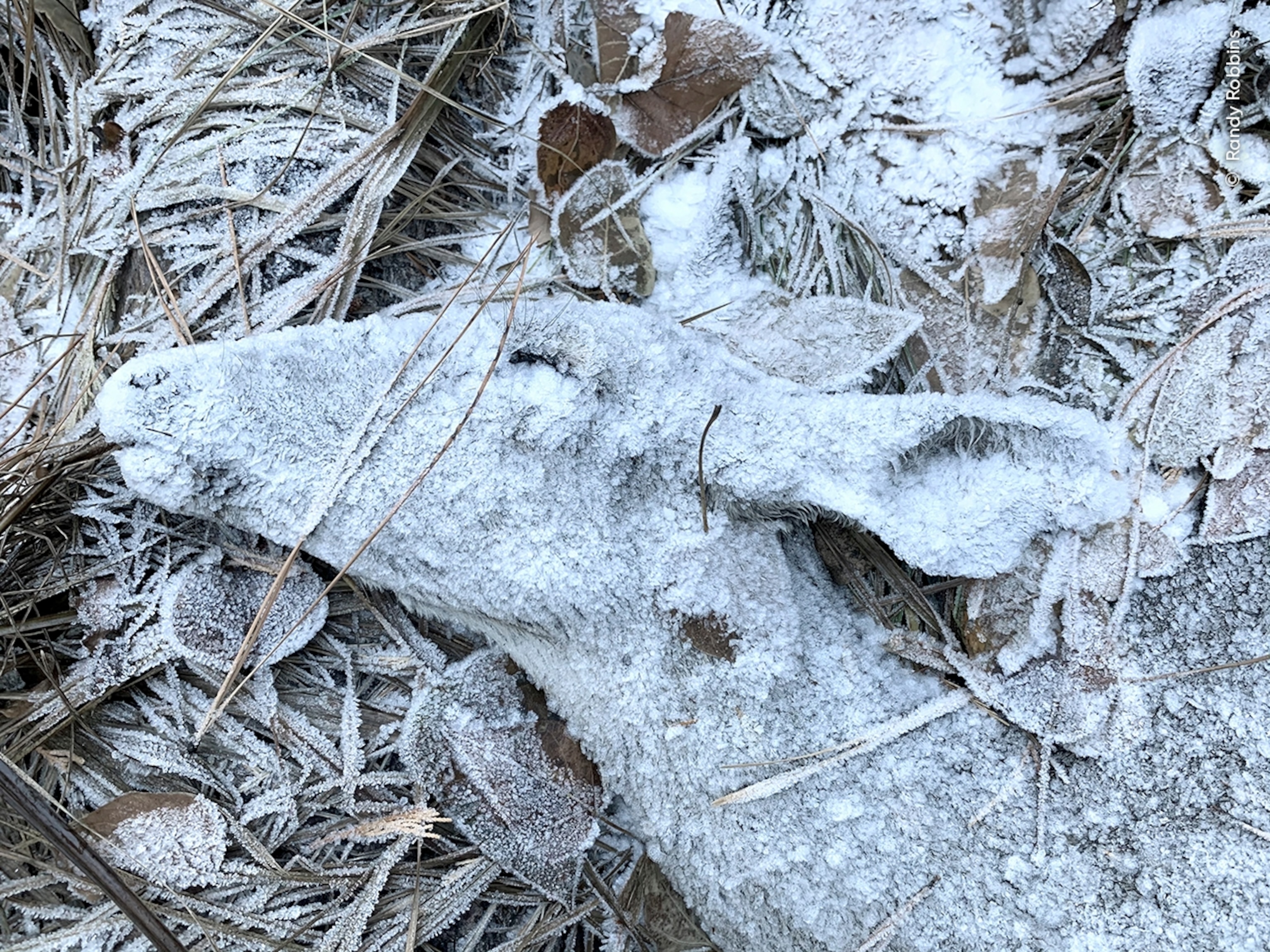 A dead deer completely covered in snow.