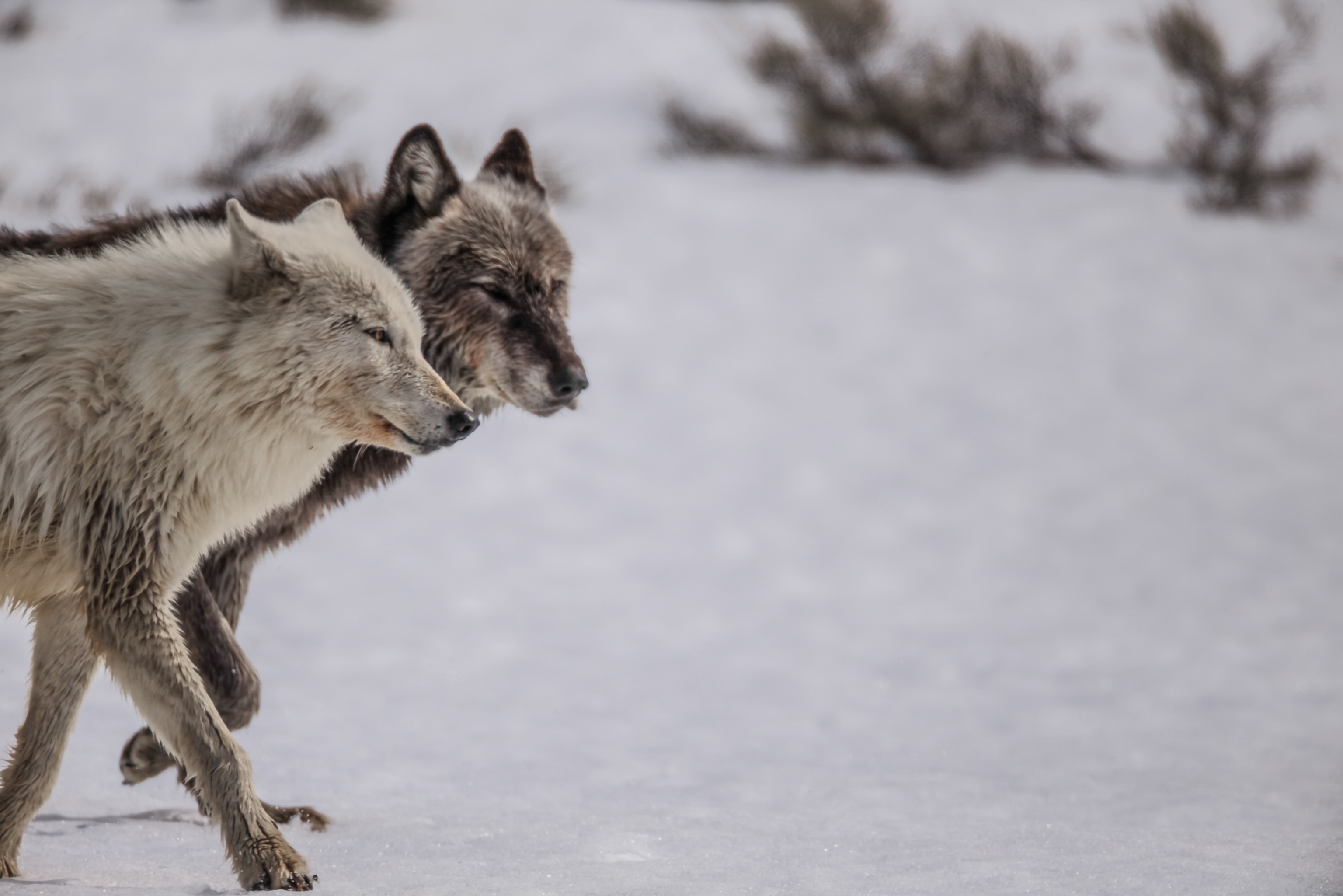 Two wolves walking next to eachother