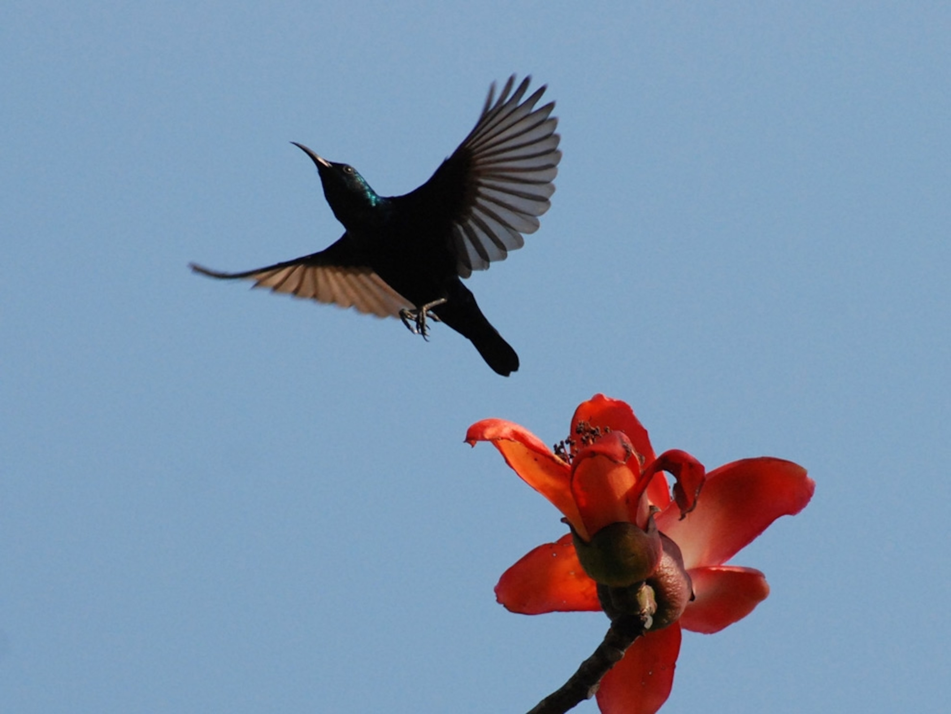 A bird flying above a red flower