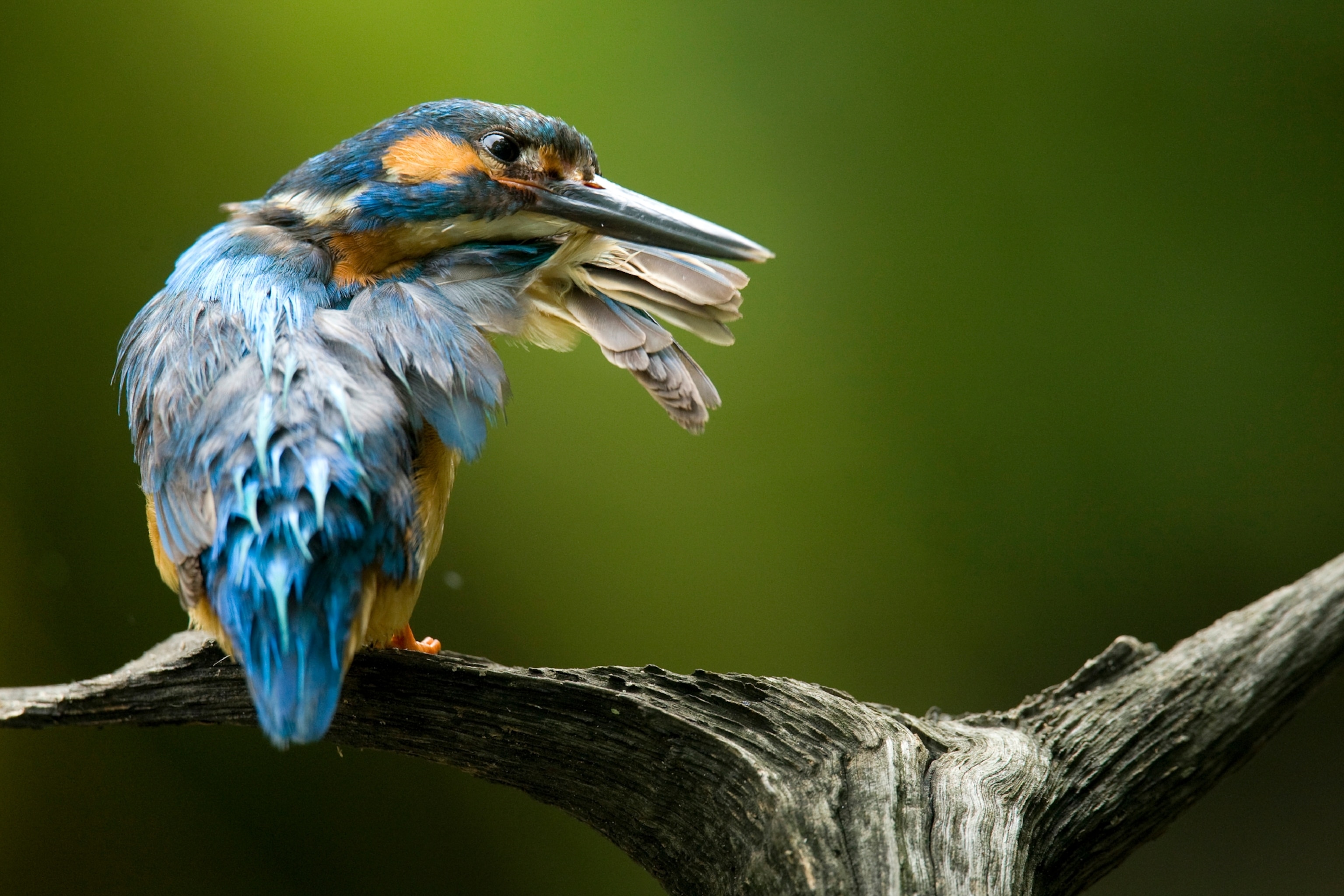 an adult male Common Kingfisher (Alcedo atthis) preening.