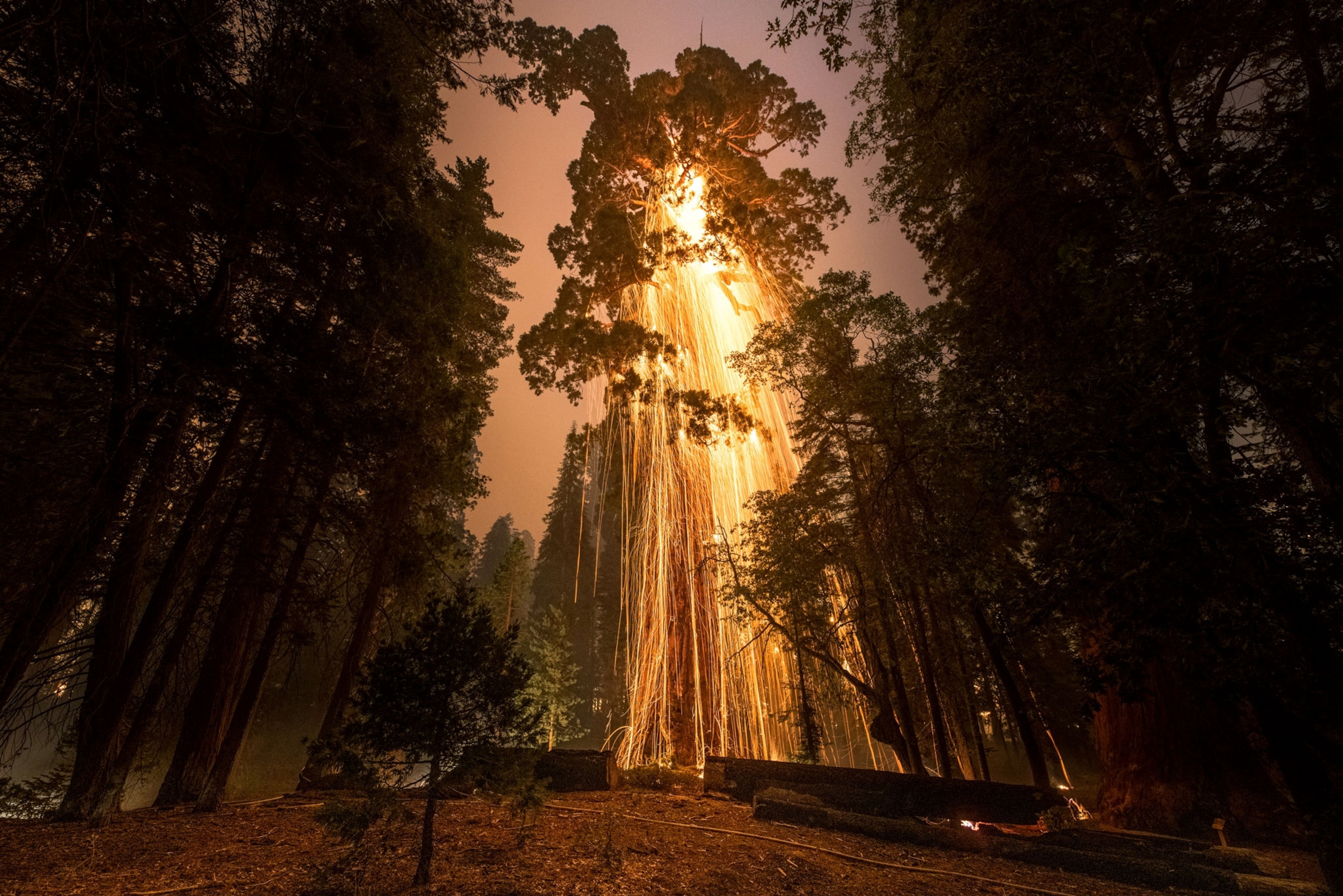 A giant sequoia with its crown on fire.